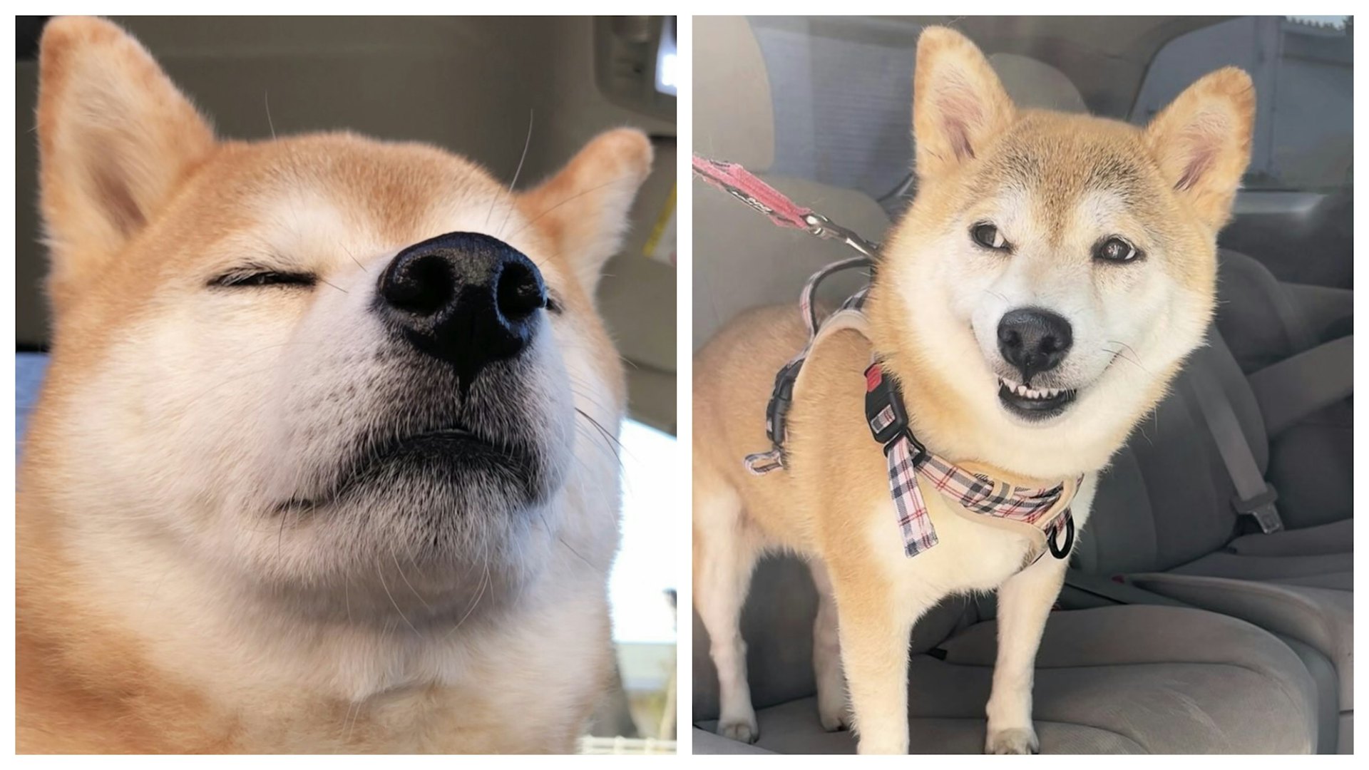 柴犬聽到主人要去室內遛狗場時 秒露出燦爛笑容:可與朋友一起玩 柴犬聽到主人要去室內遛狗場時 秒露出燦爛笑容:可與朋友一起玩
