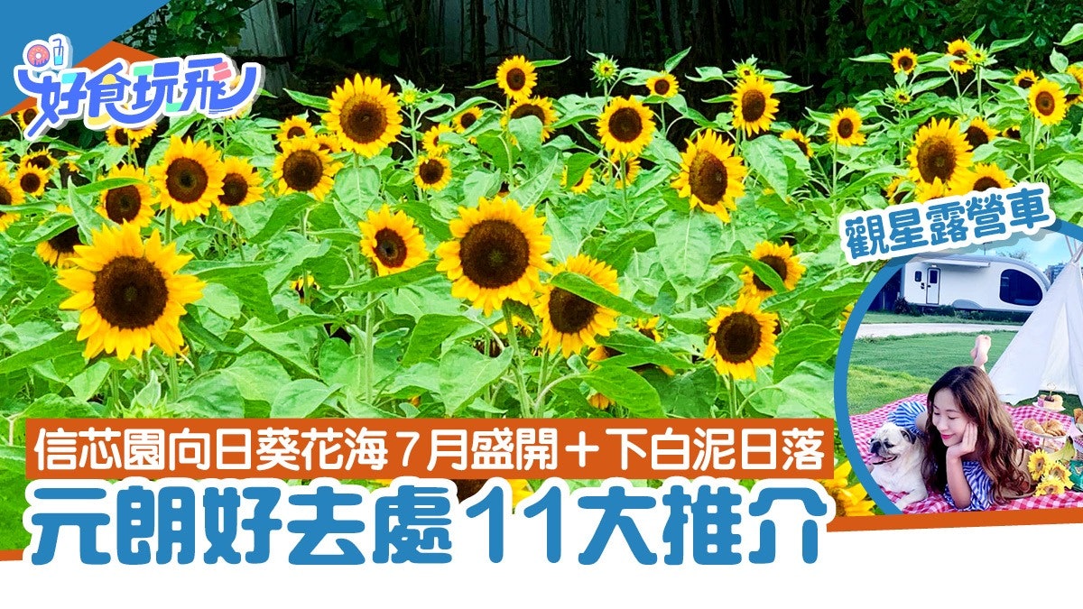 元朗好去處11大推介|信芯園向日葵花海盛開 打卡必去姆明公園 元朗好去處11大推介|信芯園向日葵花海盛開 打卡必去姆明公園