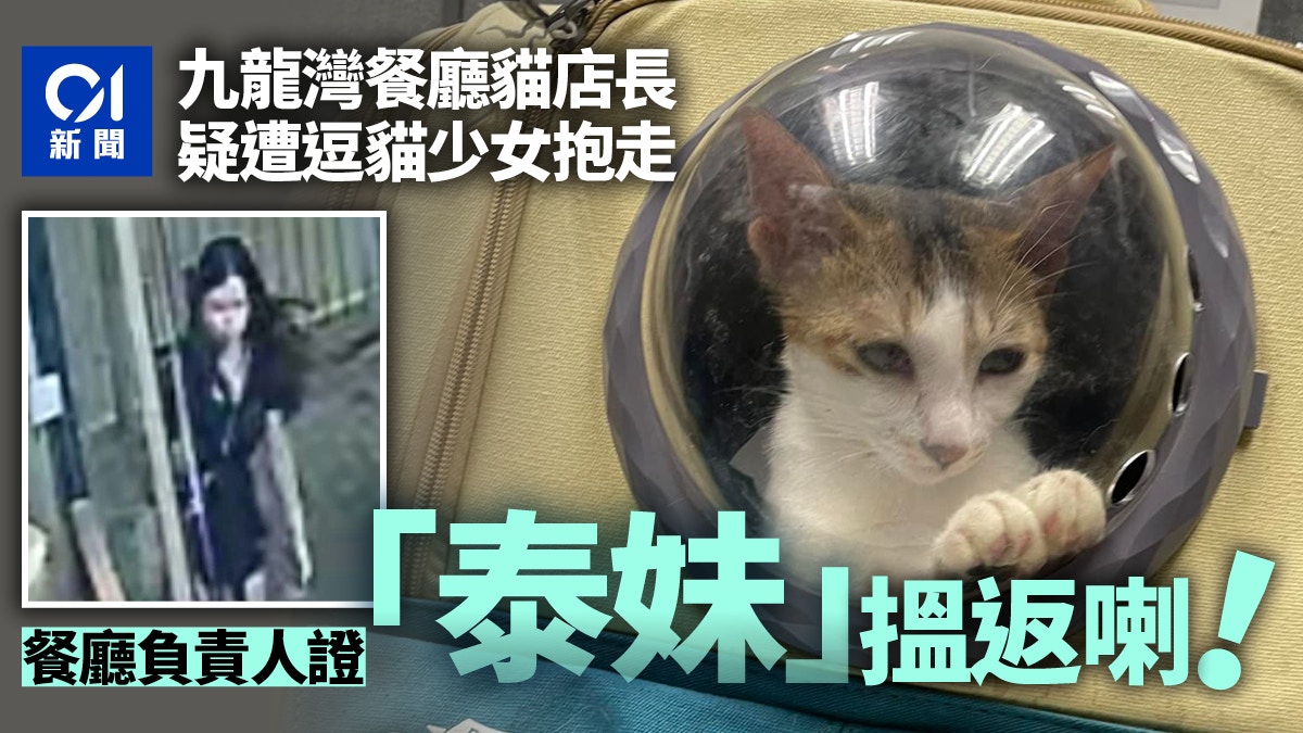 九龍灣餐廳貓店長「泰妹」被抱走獲救尋回 負責人:終於有覺好瞓