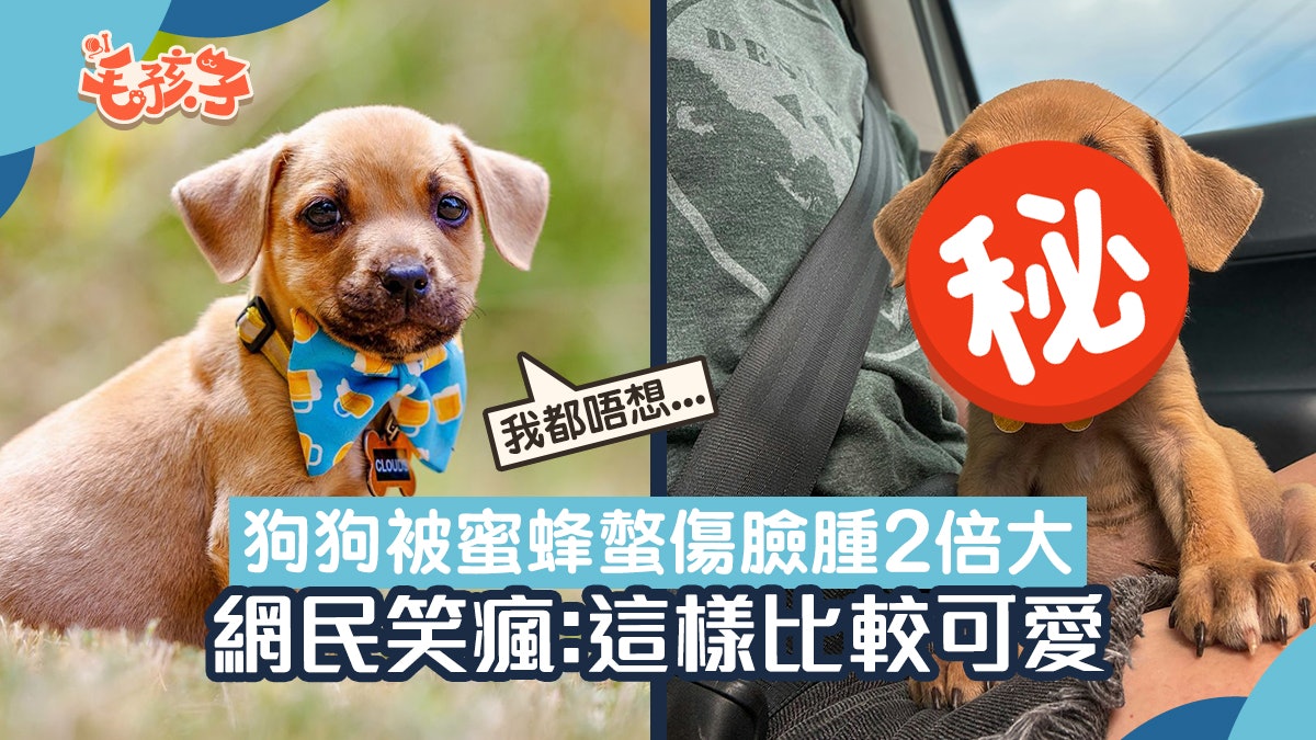 小狗被蜜蜂螫傷 臉腫成2倍大 網民:很想笑但更希望牠早日康復 小狗被蜜蜂螫傷 臉腫成2倍大 網民:很想笑但更希望牠早日康復