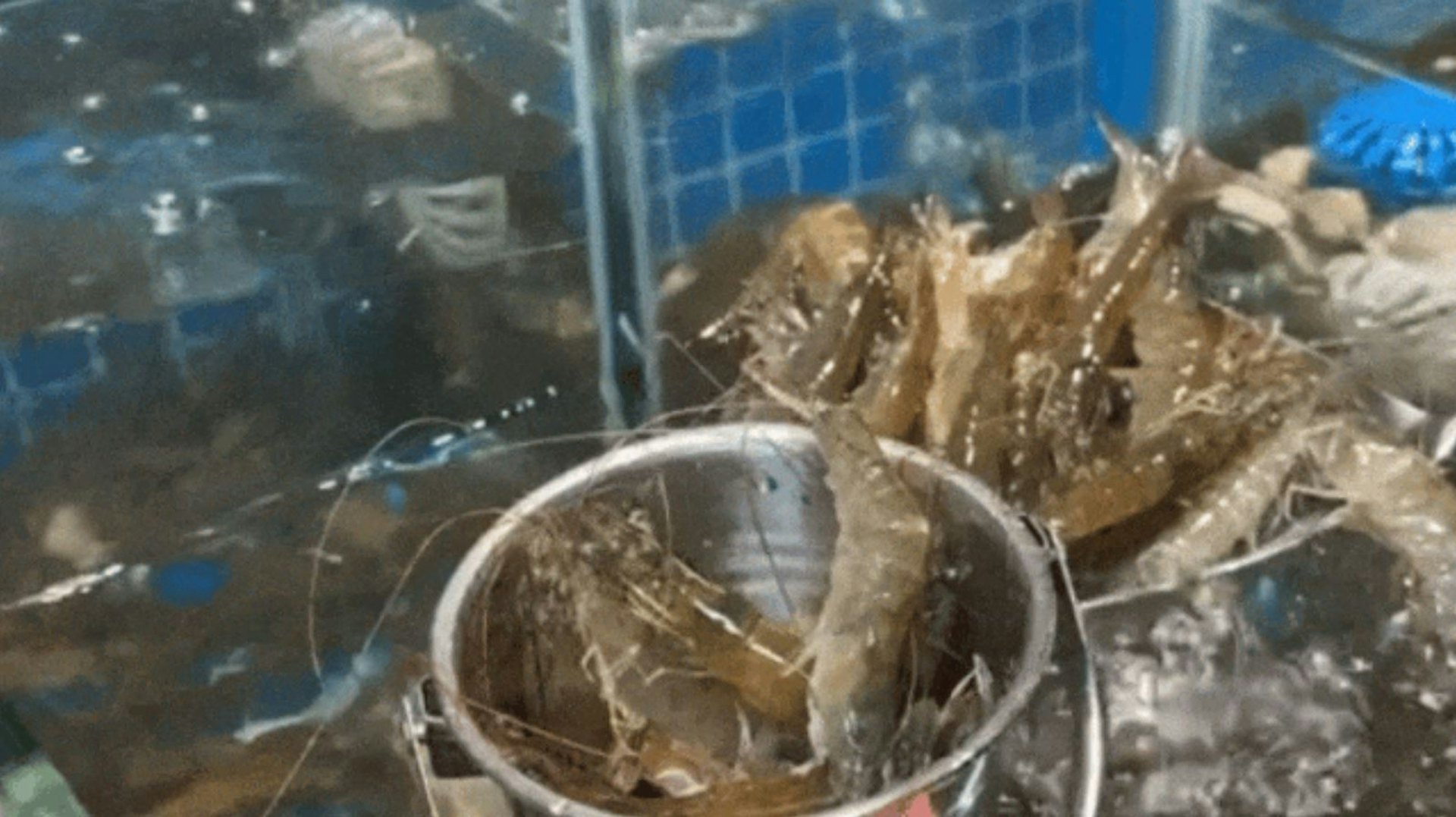 超豐富的海鮮明檔區,全是當季鮮活海鮮,各路海鮮愛好者真有口福了!鮮活海蚌、活蝦……直接現撈現吃,吃的就是一口「鮮」味!(ShenzhenTIME授權使用) 超豐富的海鮮明檔區,全是當季鮮活海鮮,各路海鮮愛好者真有口福了!鮮活海蚌、活蝦……直接現撈現吃,吃的就是一口「鮮」味!(ShenzhenTIME授權使用)