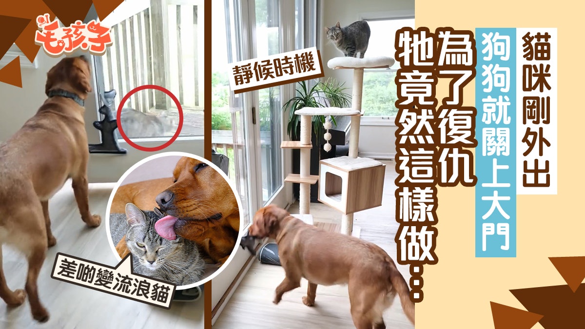 拉布拉多犬學會開門 曾把貓咪關到門外 喵星人這次要復仇反擊 拉布拉多犬學會開門 曾把貓咪關到門外 喵星人這次要復仇反擊