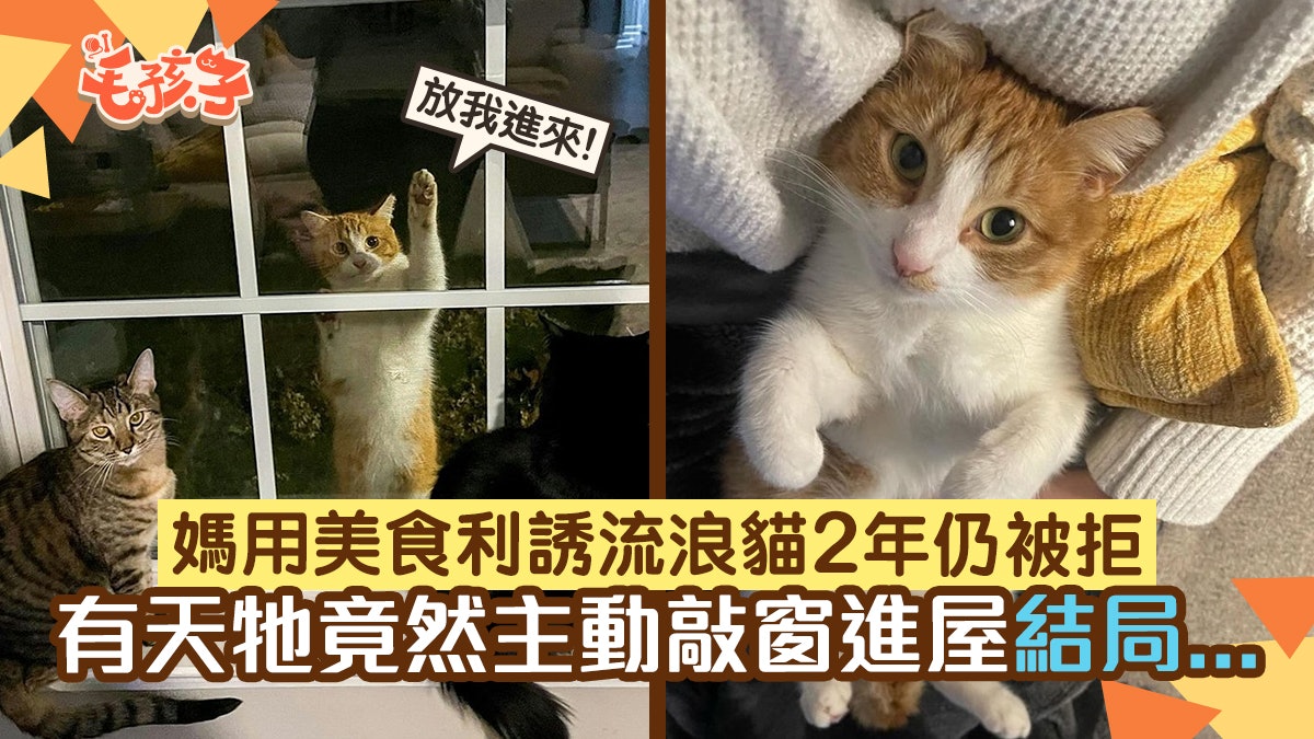 女子花兩年時間與流浪貓建立感情:我向牠走99步牠只需朝我走1步 女子花兩年時間與流浪貓建立感情:我向牠走99步牠只需朝我走1步