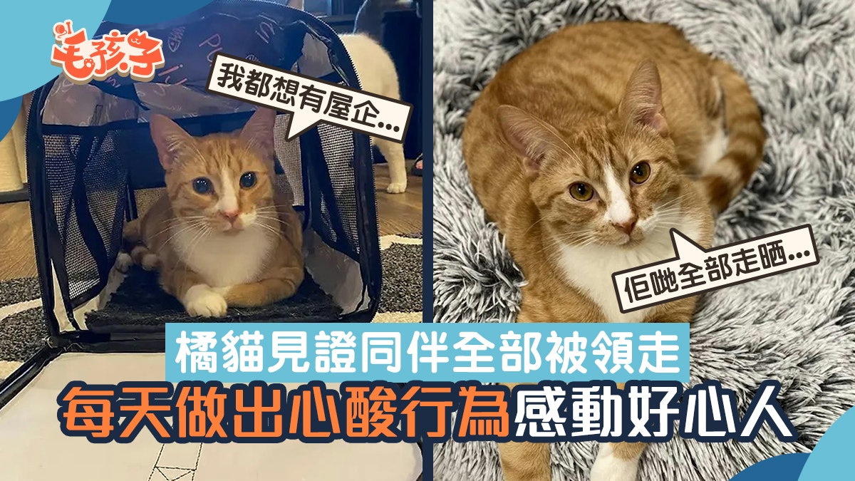被棄養貓咪們來到這咖啡廳 幾天後各有歸宿就剩下牠 最終命運? 被棄養貓咪們來到這咖啡廳 幾天後各有歸宿就剩下牠 最終命運?