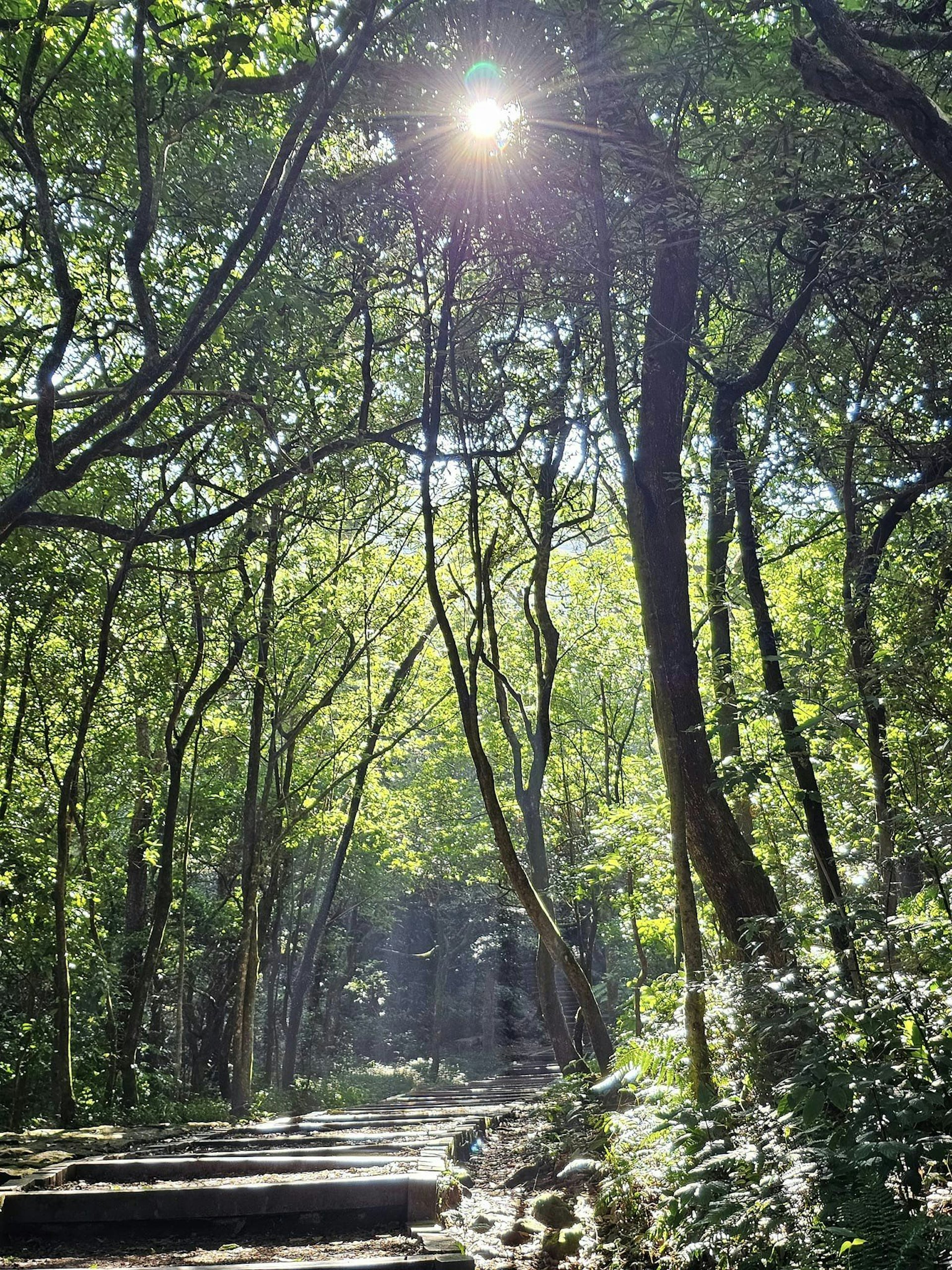 台女不想偷拍山上裸女,因此只有發布多張陽明山的風景相片,還3次強調「沒有(裸女)圖片!」。(Facebook圖片) 台女不想偷拍山上裸女,因此只有發布多張陽明山的風景相片,還3次強調「沒有(裸女)圖片!」。(Facebook圖片)