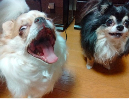 貪吃芝娃娃看到零食後秒表情失控崩壞表情有點嚇人：像恐怖片般