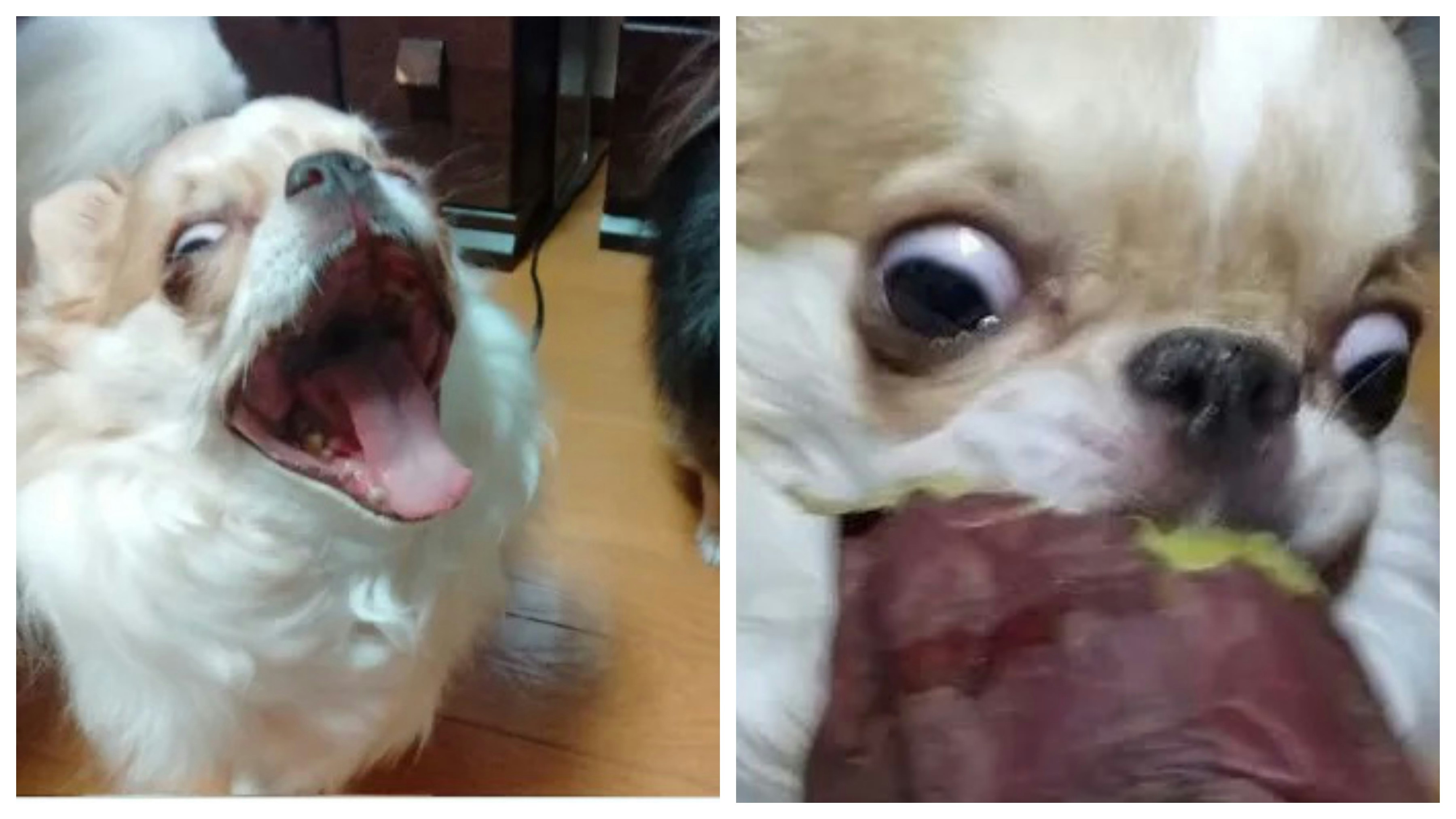 貪吃芝娃娃看到零食後秒表情失控崩壞表情有點嚇人：像恐怖片般