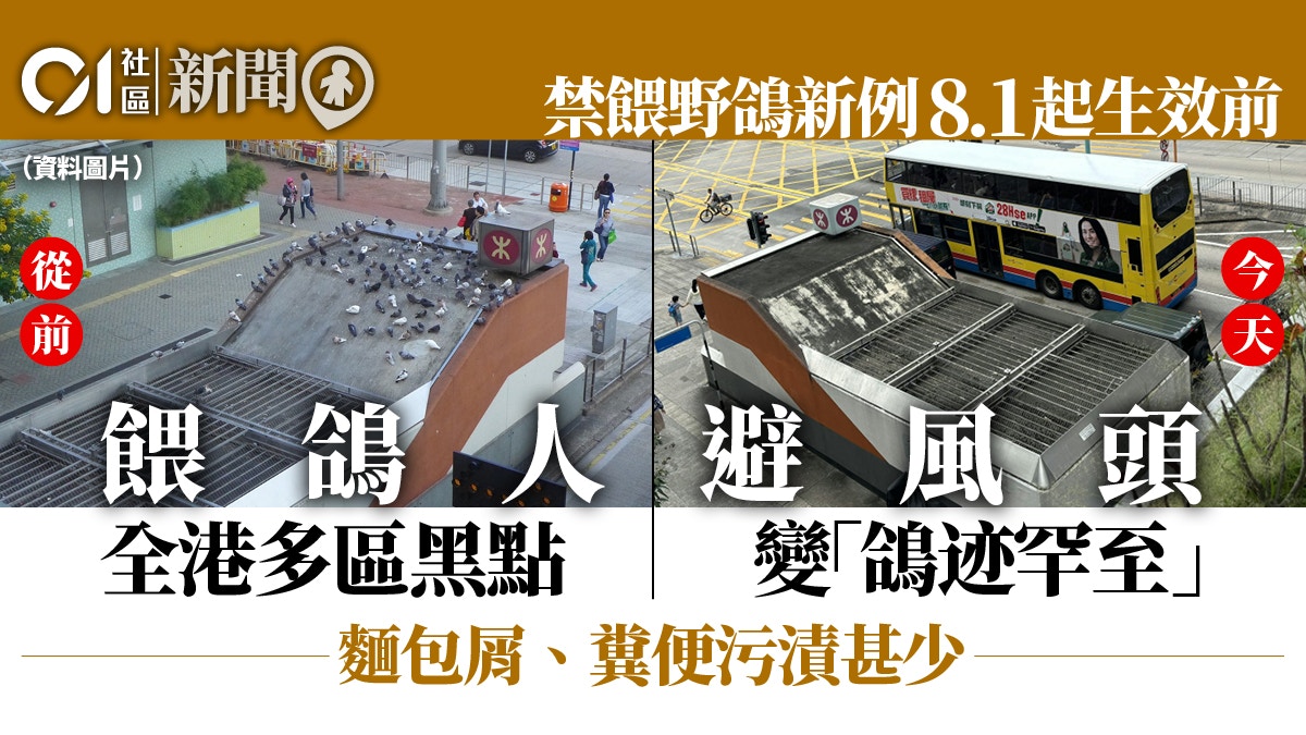 禁餵野鴿︱8.1起條例生效前餵鴿人避風頭全港多區黑點鴿蹤大減