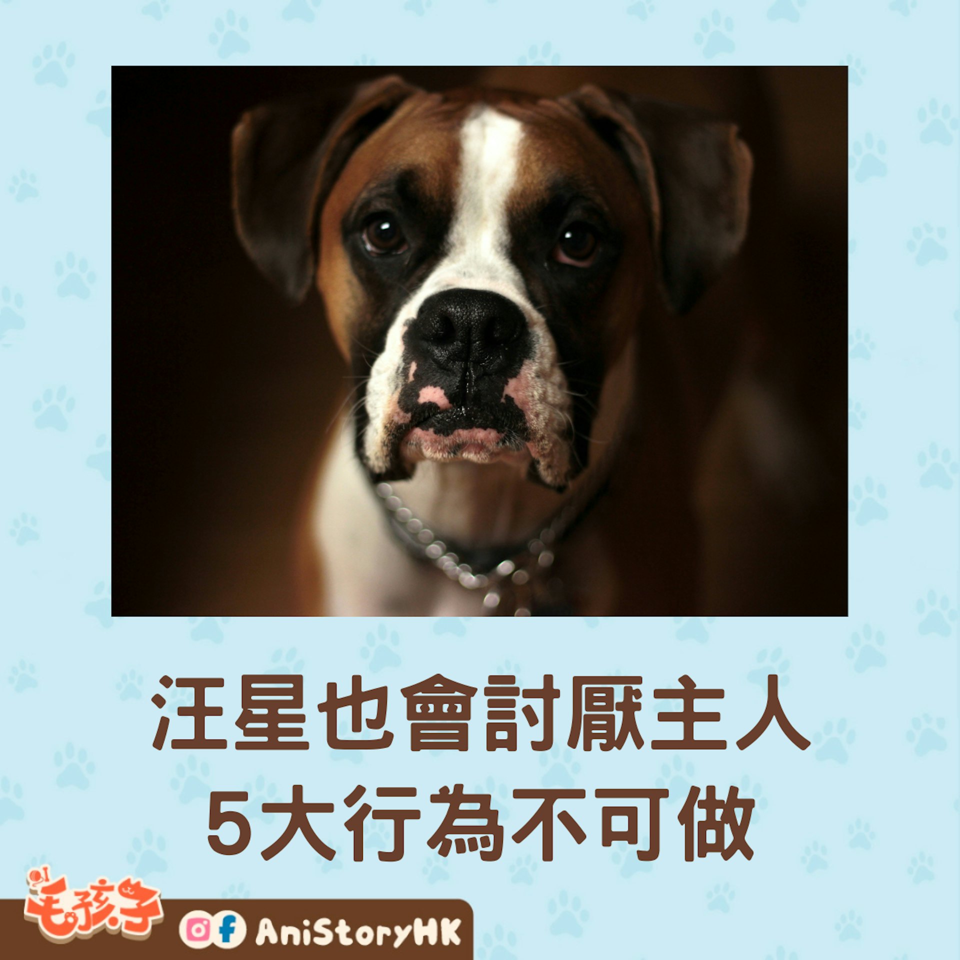 再忠心的狗也會討厭主人!汪星人超反感「飼主5大行為」幸福狗生瞬間幻滅。(01製圖) 再忠心的狗也會討厭主人!汪星人超反感「飼主5大行為」幸福狗生瞬間幻滅。(01製圖)