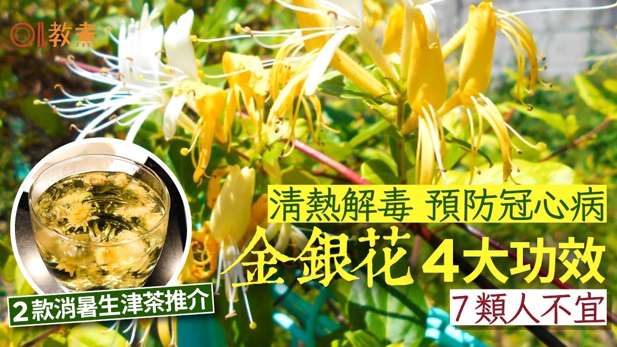 金銀花功效|清熱解毒降血壓4功效7類人不宜 2款消暑生津茶推介 金銀花功效|清熱解毒降血壓4功效7類人不宜 2款消暑生津茶推介