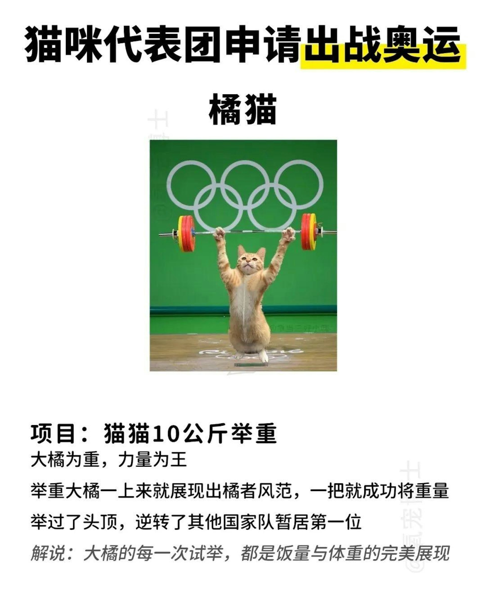 橘貓去舉重(貓與愛的世界提供) 橘貓去舉重(貓與愛的世界提供)