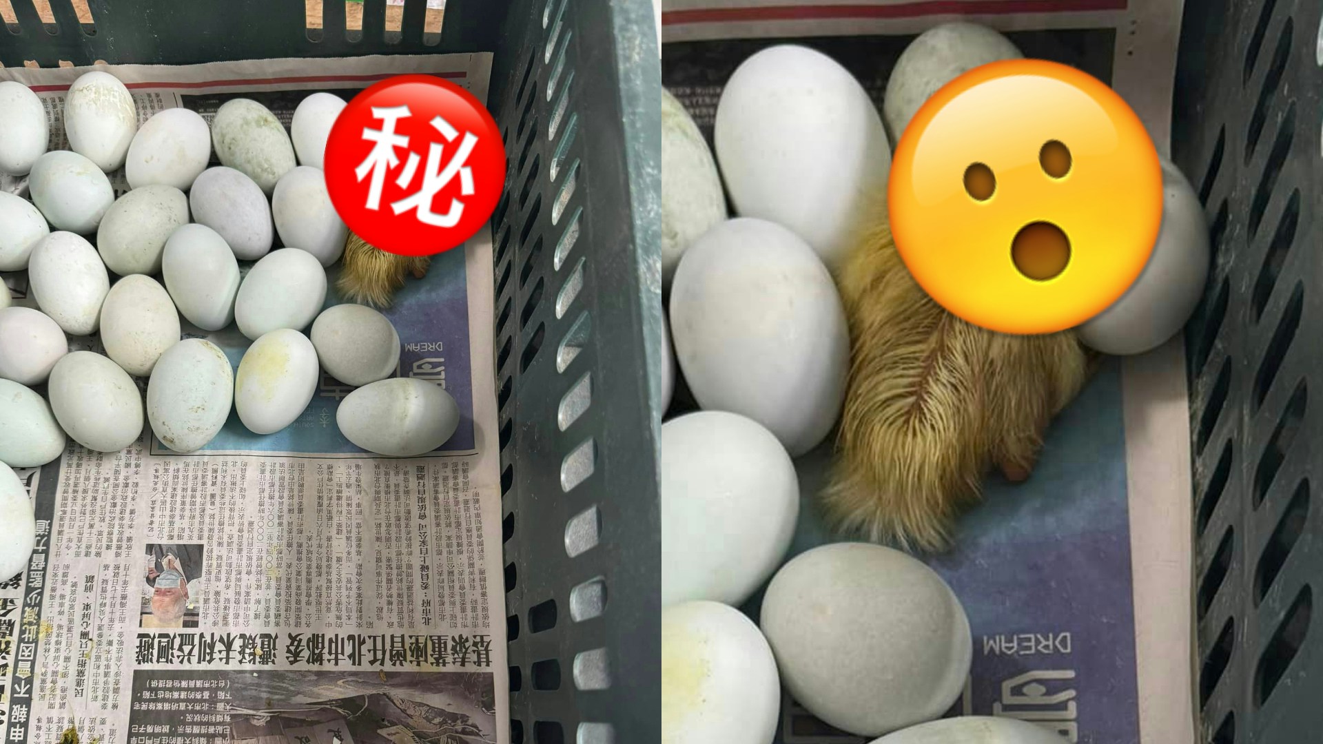 網民買蛋驚見「天氣熱到孵出小生命」內行人成功計出批貨擺咗幾耐