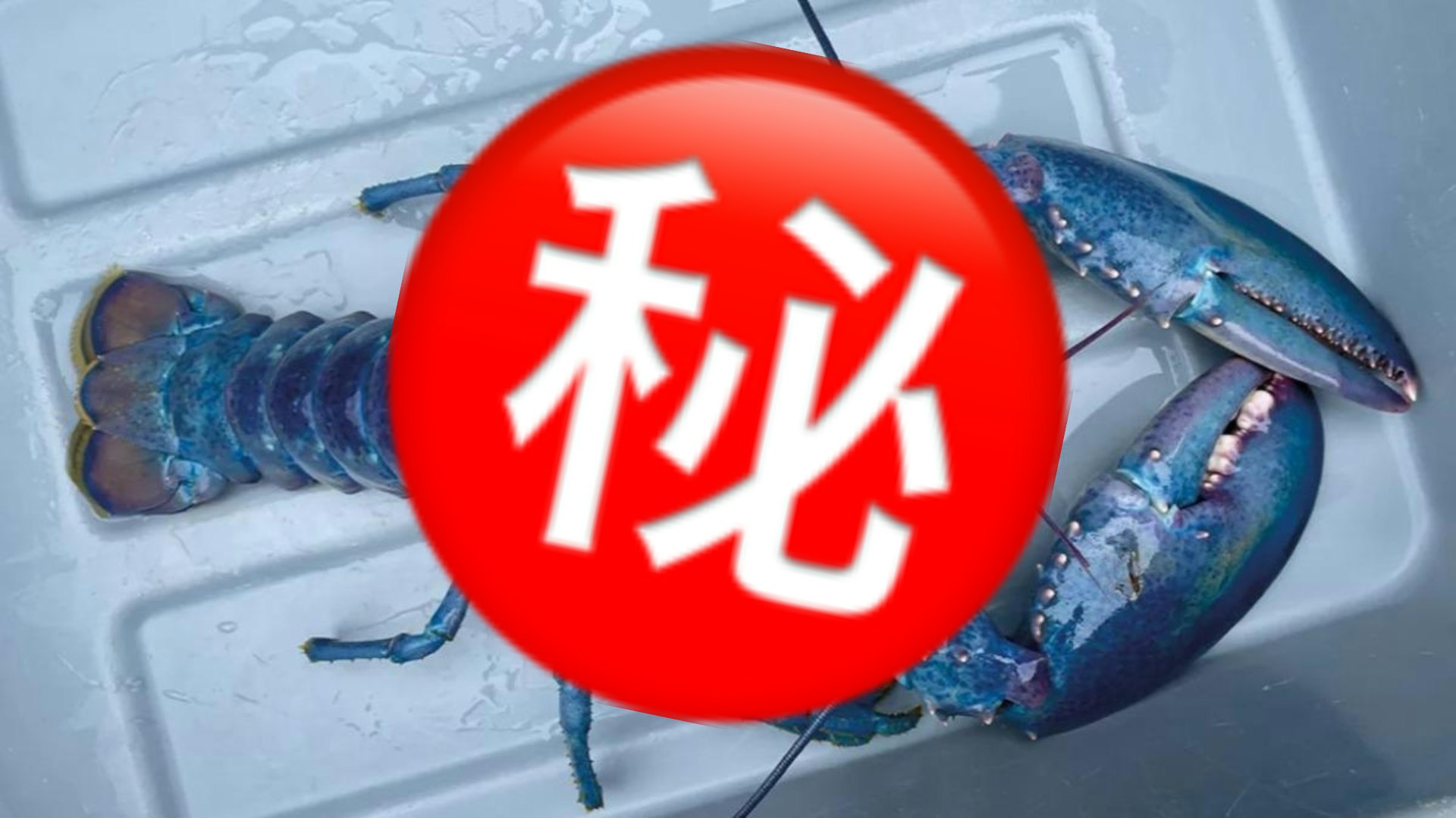 捕獲超罕見藍龍蝦「出現機率僅1億分之1」多色變異原因至今仍未解 捕獲超罕見藍龍蝦「出現機率僅1億分之1」多色變異原因至今仍未解