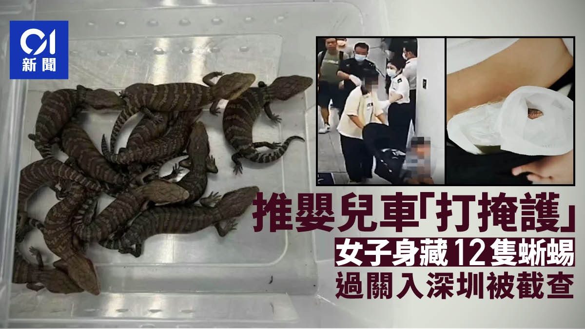 女子推嬰兒車「打掩護」 身綁12隻蜥蜴經福田口岸入深圳被截查 女子推嬰兒車「打掩護」 身綁12隻蜥蜴經福田口岸入深圳被截查