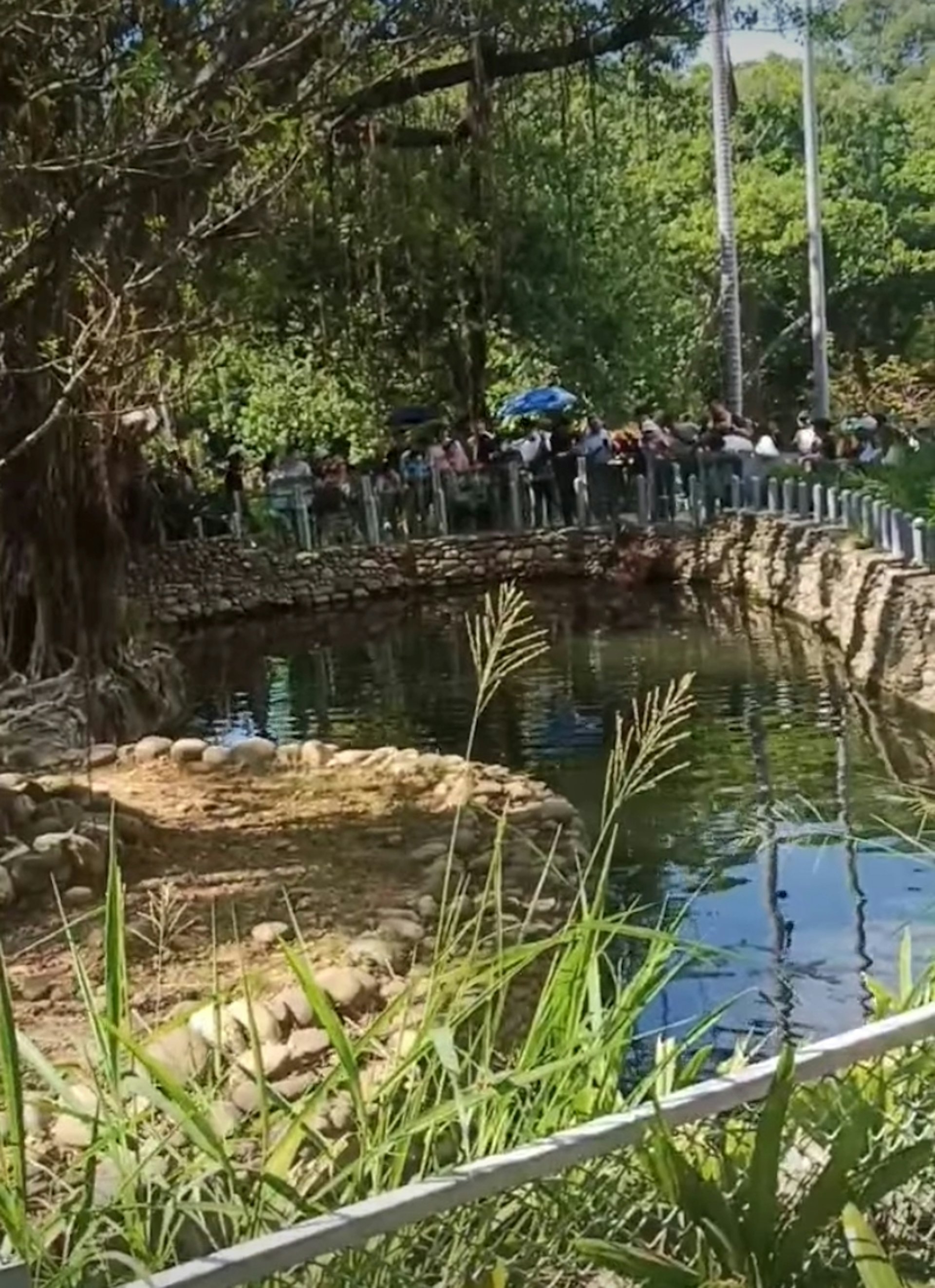 有民眾在台灣新竹市立動物園直擊,一名男性遊客在眾目睽睽下把兩包薯片倒進河馬嘴裡,讓一旁民眾發出驚呼大感錯愕。(Facebook@●【爆料公社】●) 有民眾在台灣新竹市立動物園直擊,一名男性遊客在眾目睽睽下把兩包薯片倒進河馬嘴裡,讓一旁民眾發出驚呼大感錯愕。(Facebook@●【爆料公社】●)