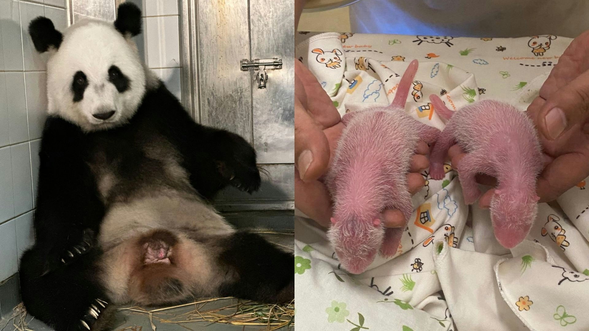 大熊貓盈盈生BB｜園方：龍鳳胎過輕較脆弱未來三四日是存活關口