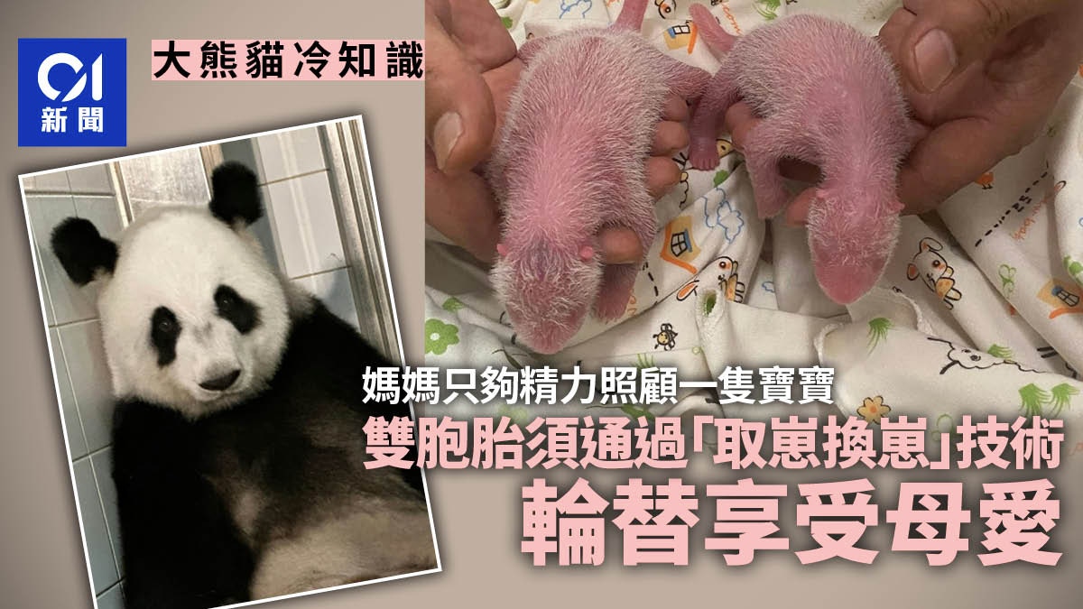 大熊貓盈盈生BB｜園方：龍鳳胎過輕較脆弱未來三四日是存活關口