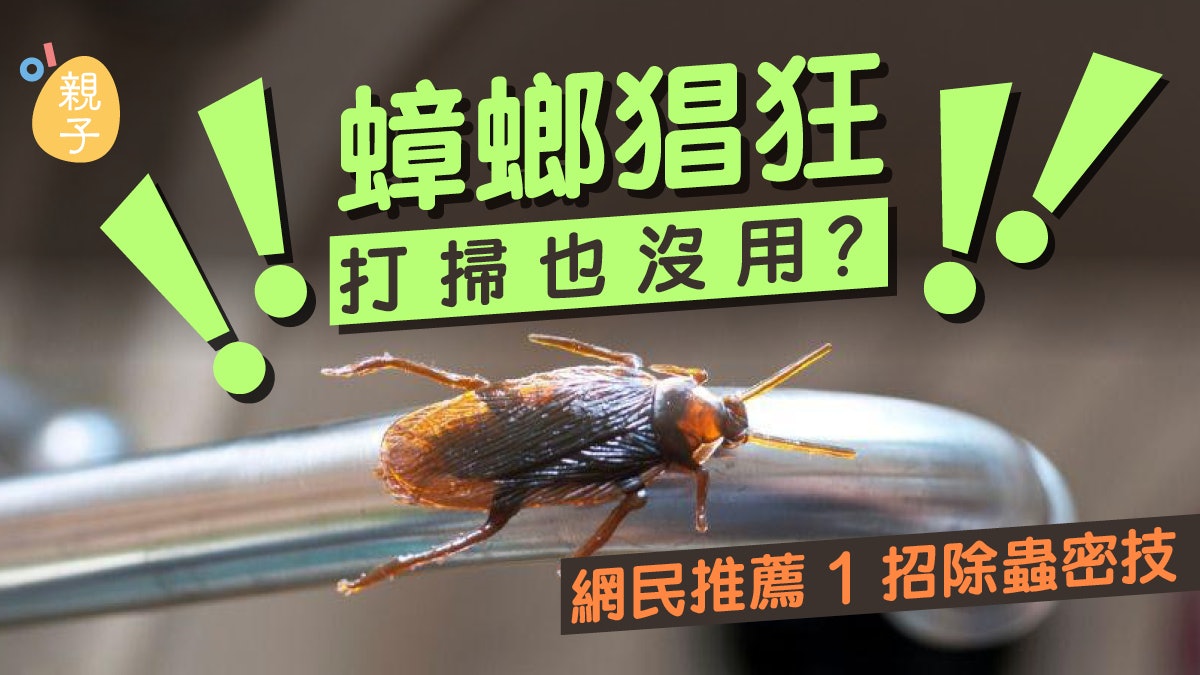曱甴|蟑螂猖狂再打掃也沒用?物理防禦不行 可試用「氣味攻擊」 曱甴|蟑螂猖狂再打掃也沒用?物理防禦不行 可試用「氣味攻擊」