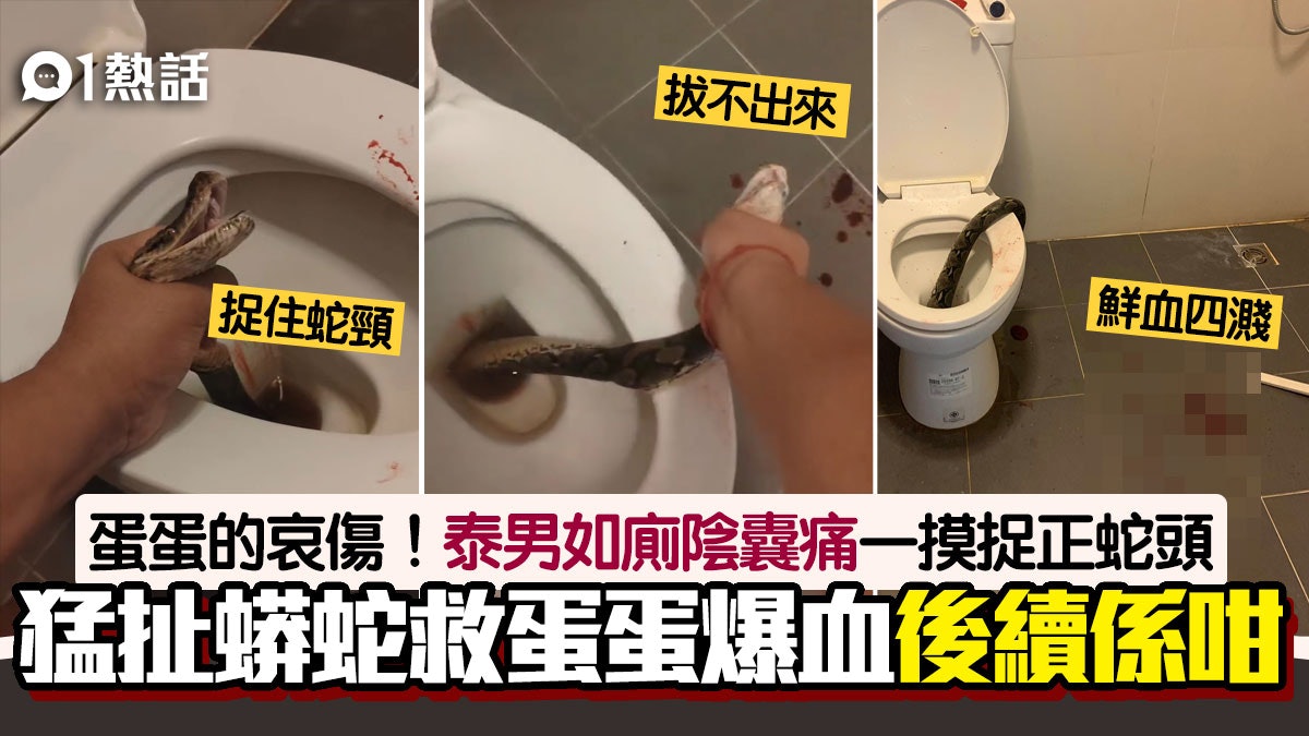 蛋蛋悲歌!泰男如廁被蟒蛇咬陰囊 扯頭救蛋血濺滿地 片段極震撼 蛋蛋悲歌!泰男如廁被蟒蛇咬陰囊 扯頭救蛋血濺滿地 片段極震撼