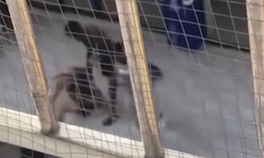 2黑人男子警務室外毆打中國人？　網民憤怒討伐　廣西警方揭真相