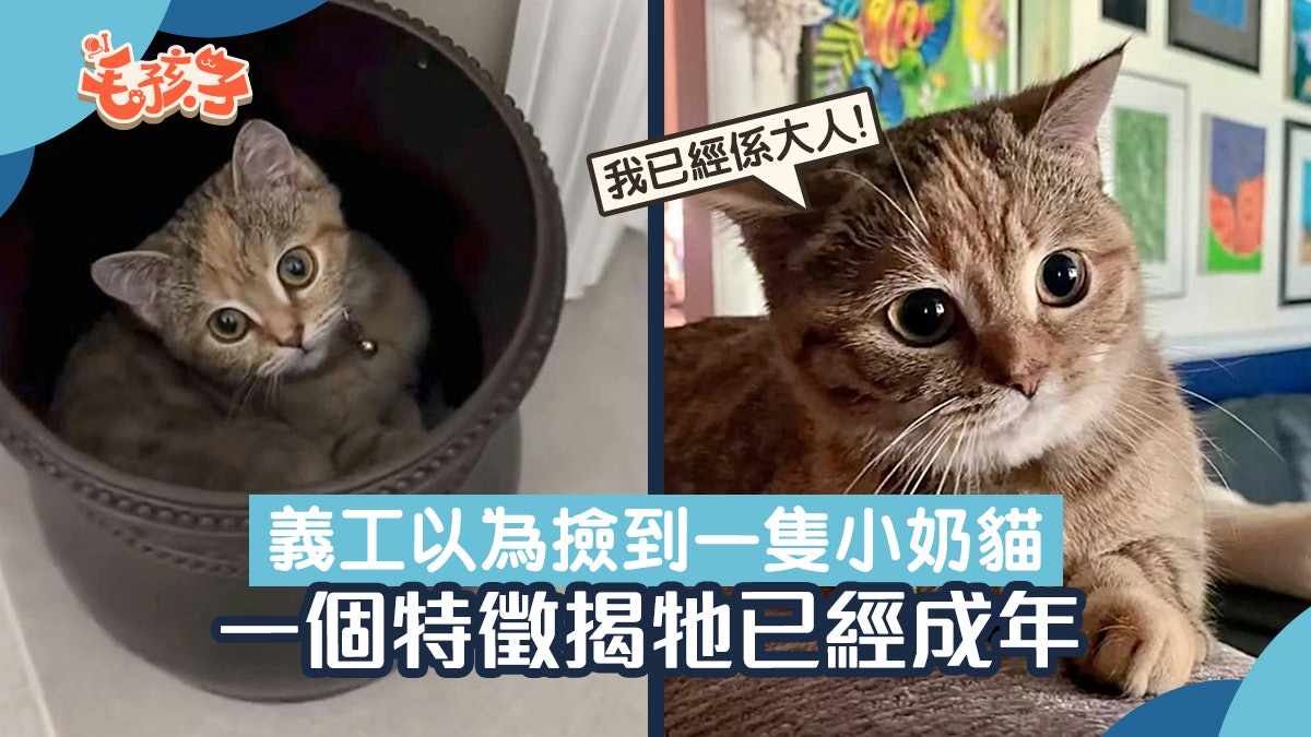撿到輕磅嬌小奶貓 檢查後得知牠已1歲多 迷你背後藏傷心故事 撿到輕磅嬌小奶貓 檢查後得知牠已1歲多 迷你背後藏傷心故事