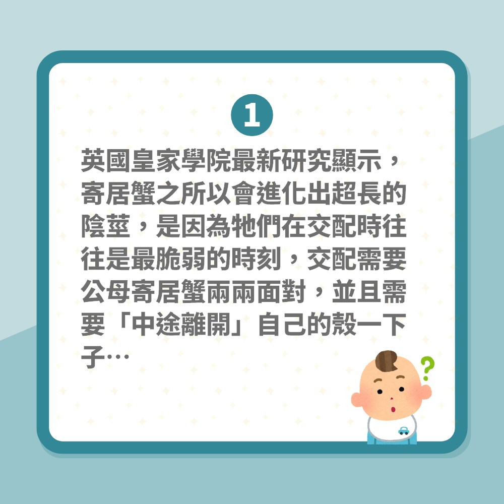 地球有古怪｜寄居蟹藏「巨丁」頂到上心口！進化出超長陰莖有輘輷（01製圖）