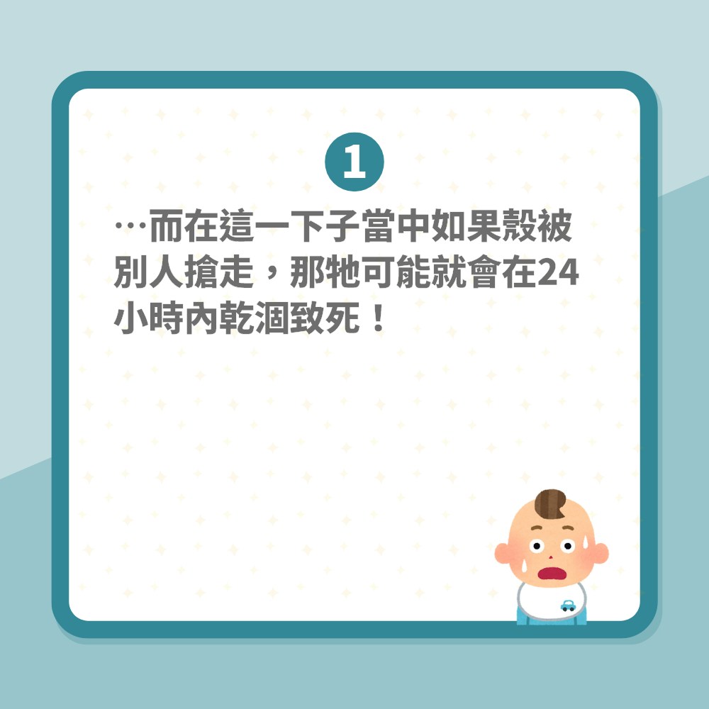 地球有古怪｜寄居蟹藏「巨丁」頂到上心口！進化出超長陰莖有輘輷（01製圖）