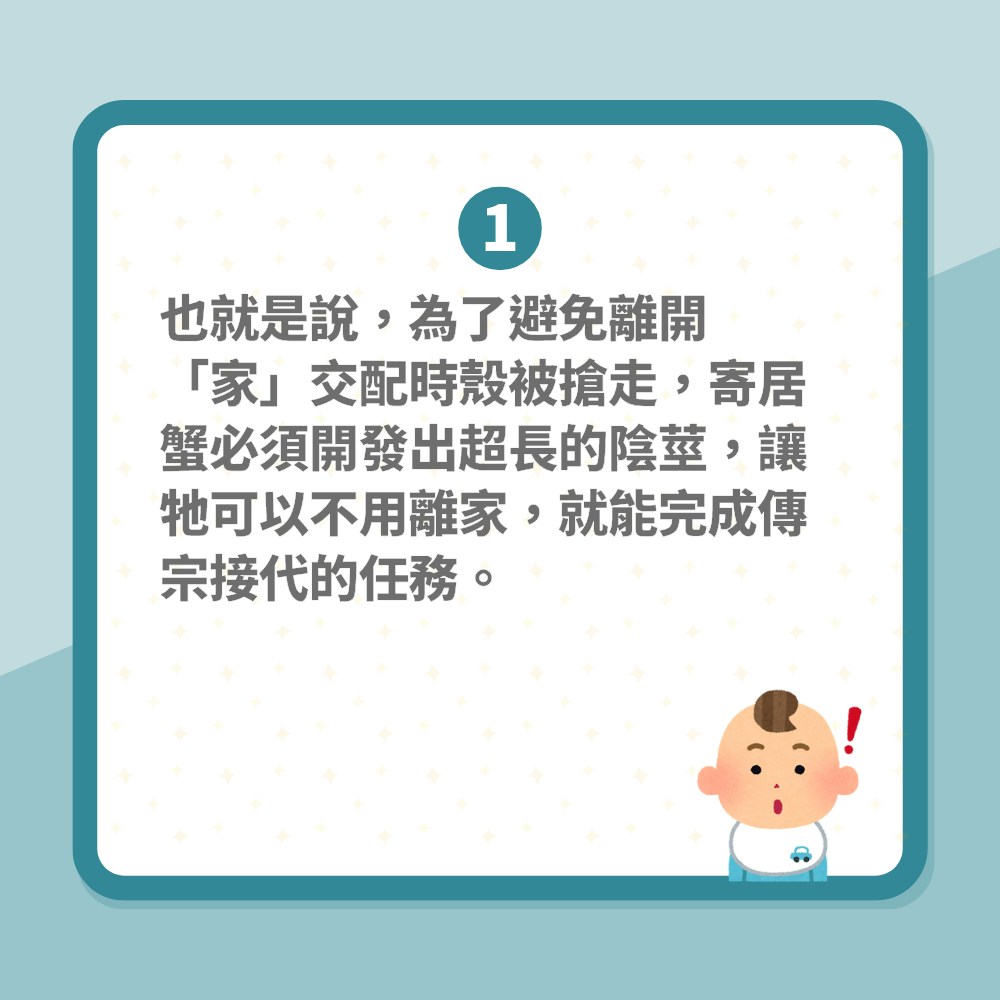 地球有古怪｜寄居蟹藏「巨丁」頂到上心口！進化出超長陰莖有輘輷（01製圖）
