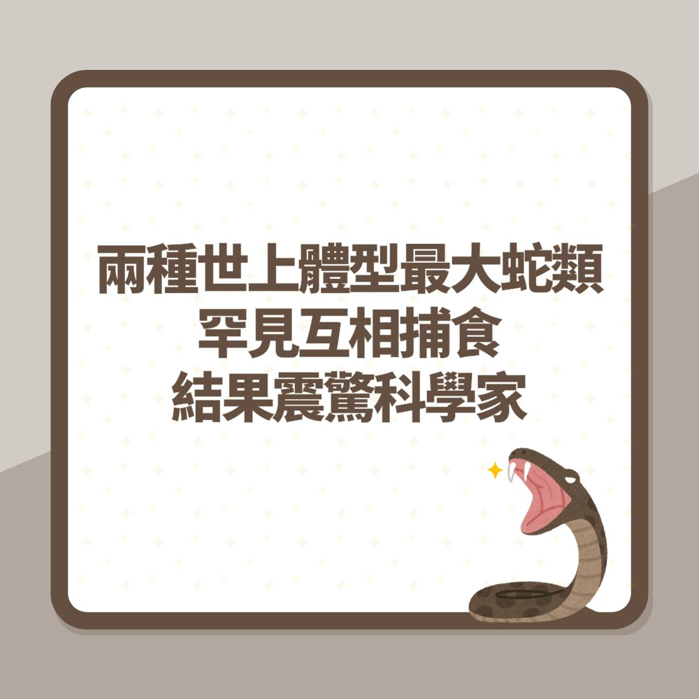 全球首例！兩種世上體型最大蛇類罕見「互相捕食」結果震驚科學家（01製圖）