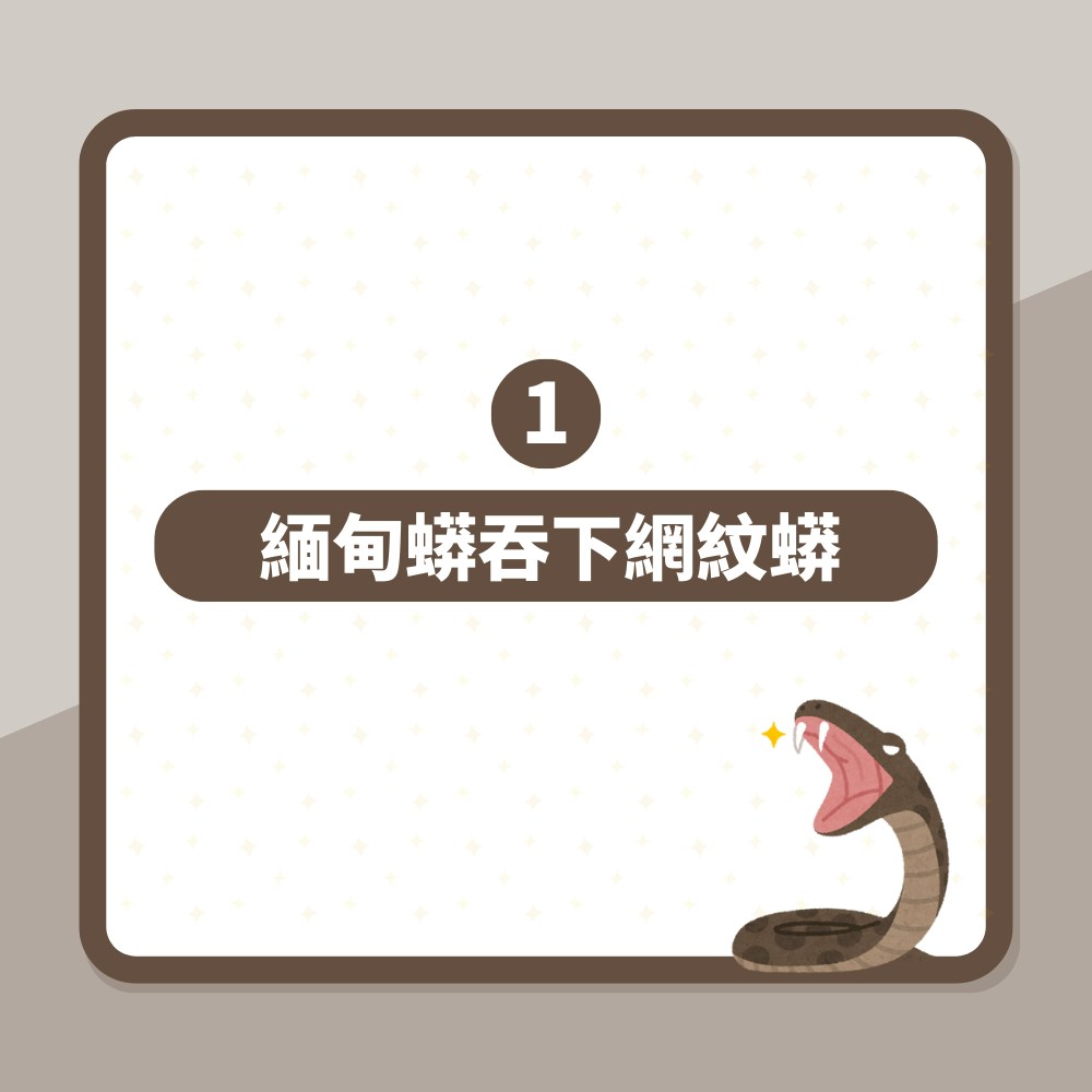 全球首例！兩種世上體型最大蛇類罕見「互相捕食」結果震驚科學家（01製圖）