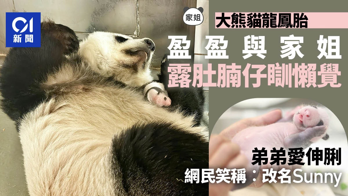 大熊貓盈盈BB|全家溫馨睡覺弟弟愛伸脷 網民笑稱︰應改名Sunny 大熊貓盈盈BB|全家溫馨睡覺弟弟愛伸脷 網民笑稱︰應改名Sunny