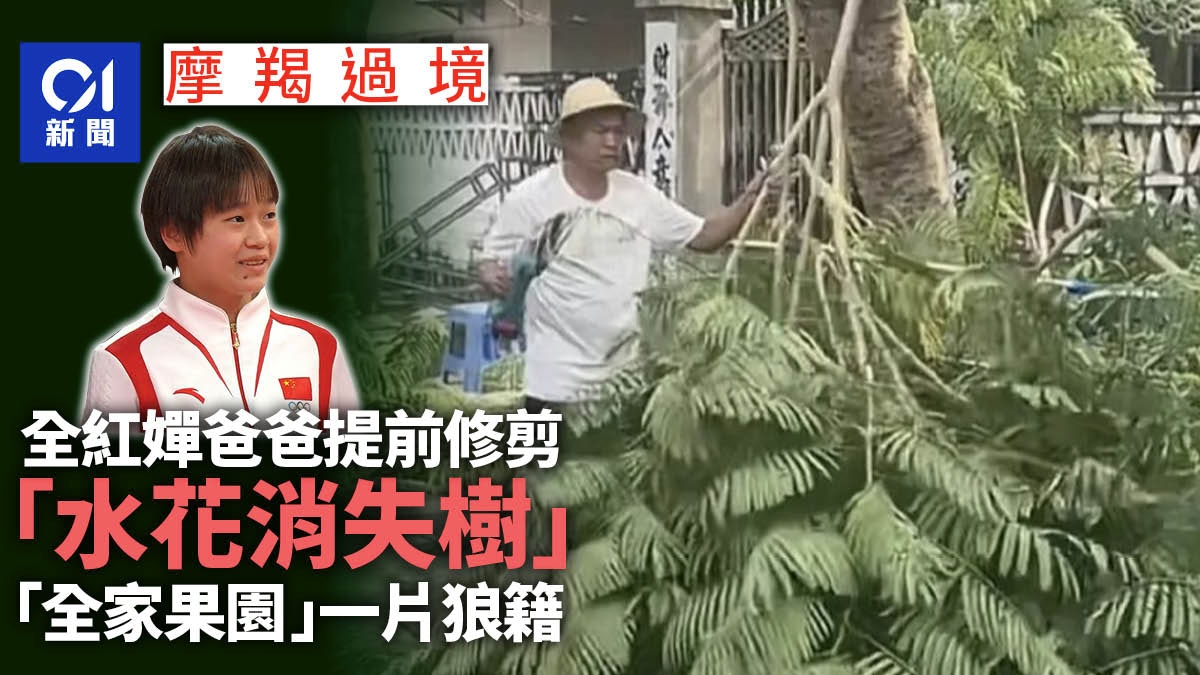 颱風摩羯｜全紅嬋家果園一片狼籍　全爸提前修剪「水花消失樹」