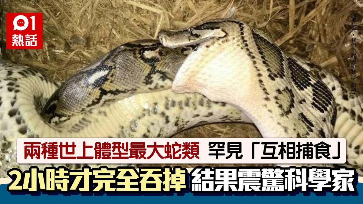 全球首例！兩種世上體型最大蛇類罕見「互相捕食」結果震驚科學家
