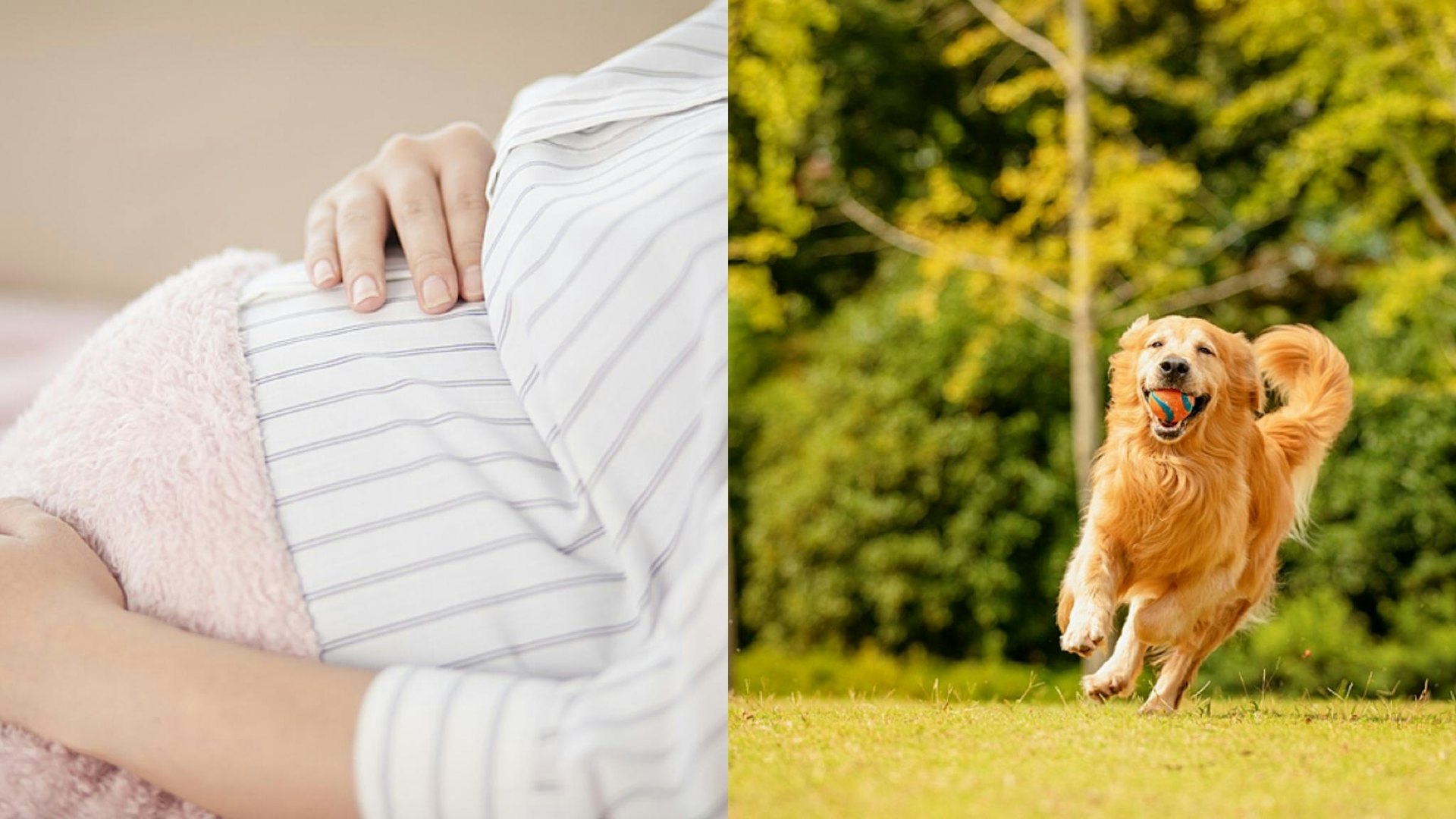 金毛犬撲上海41歲孕婦驚嚇致試管嬰流產 未牽繩狗主判賠9萬 金毛犬撲上海41歲孕婦驚嚇致試管嬰流產 未牽繩狗主判賠9萬