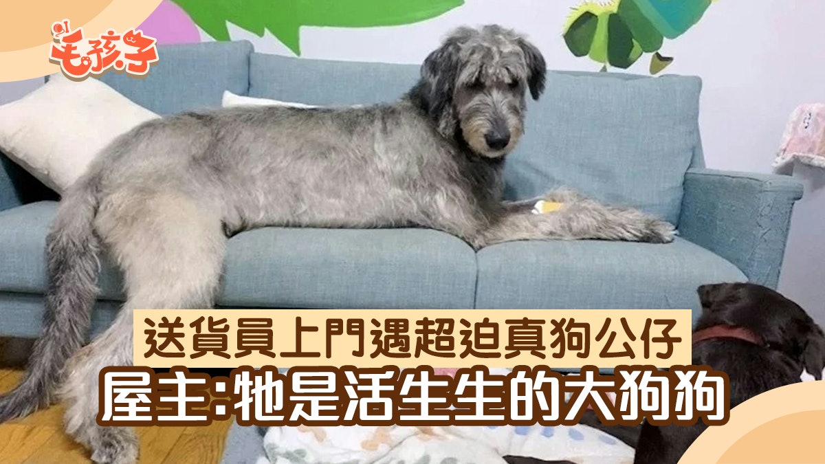 送貨員看到客戶家中有巨型狗公仔盯著他?情緒穩定不亂吠原來是牠 送貨員看到客戶家中有巨型狗公仔盯著他?情緒穩定不亂吠原來是牠
