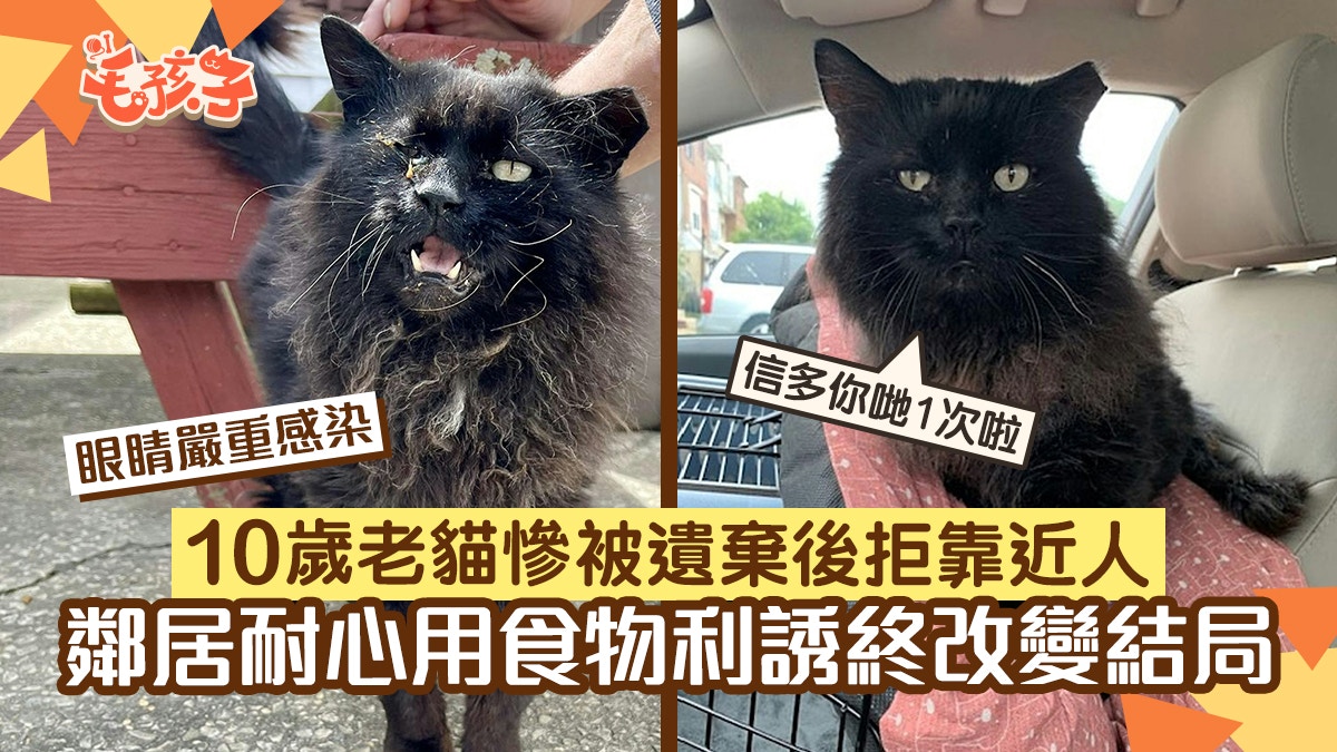 老貓遭主人棄養變得不再信任何人　在真愛包圍下牠迎來幸福新生活
