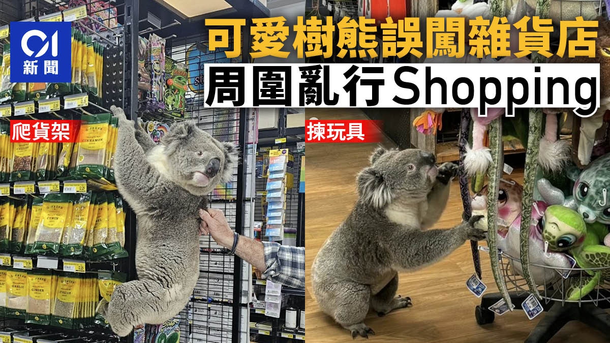 澳洲可愛樹熊誤闖雜貨店　翻箱倒櫃到處走　獲專人護送離開｜有片