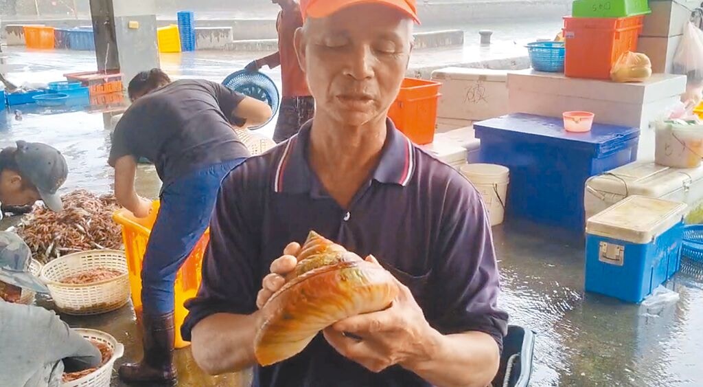 宜蘭縣頭城區漁會代表林天明在龜山島外海捕撈到稀有的龍宮貝。（林天明提供／中時新聞網）