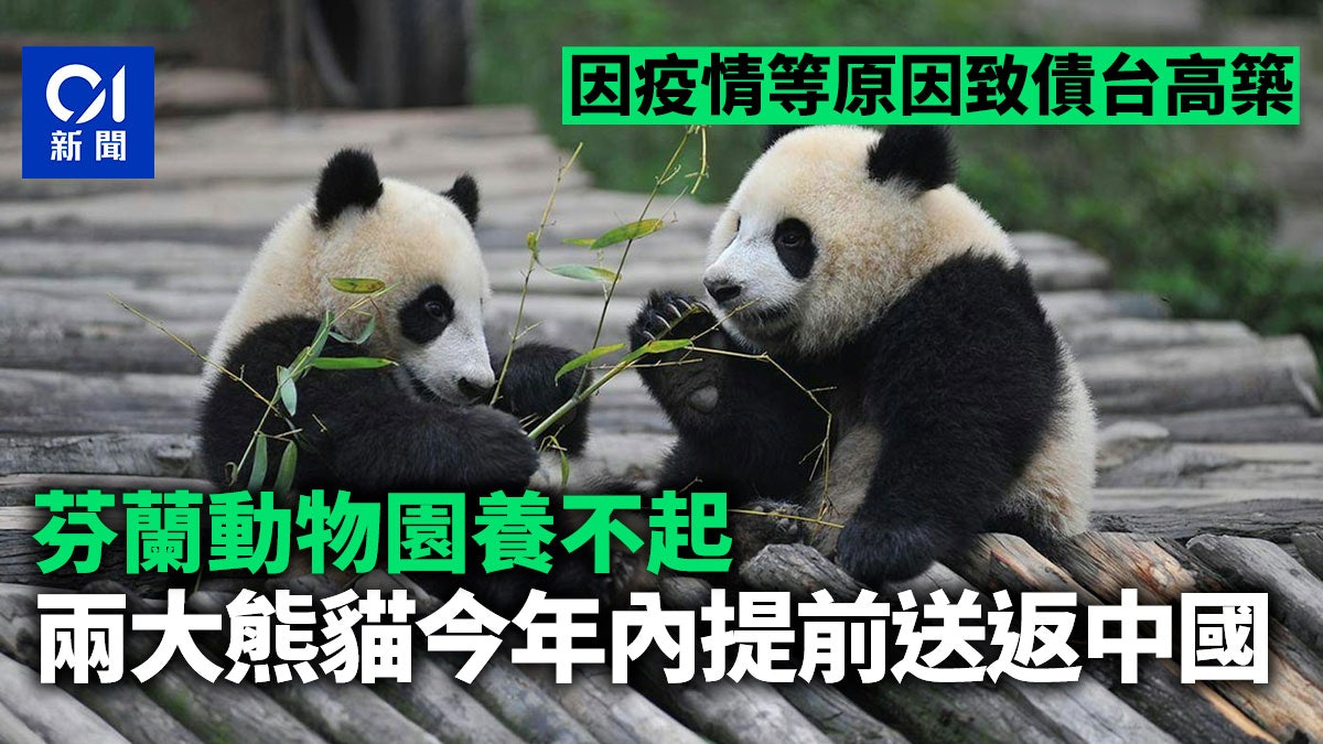 芬蘭動物園養不起 兩頭大熊貓今年內提前送返中國 芬蘭動物園養不起 兩頭大熊貓今年內提前送返中國
