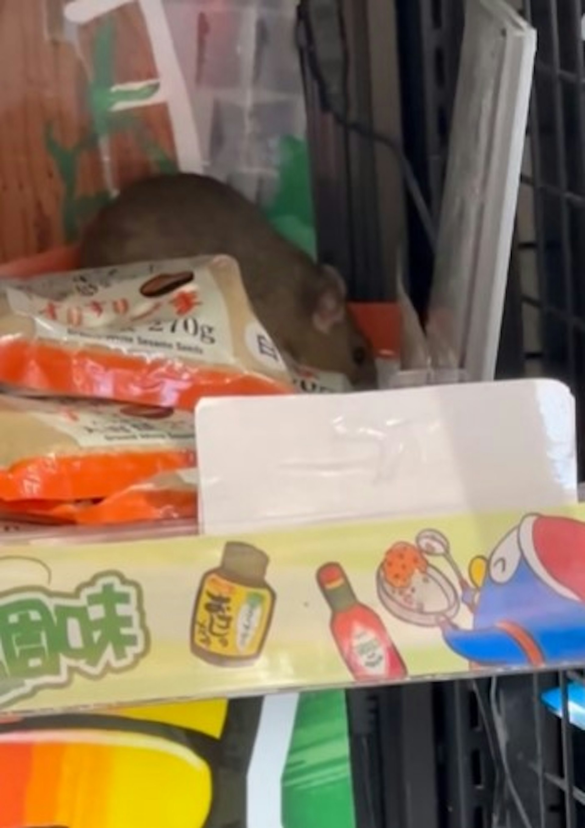 有女生狂Donki店時,於調味料貨架上看見有老鼠正「開餐」。(threads影片截圖) 有女生狂Donki店時,於調味料貨架上看見有老鼠正「開餐」。(threads影片截圖)