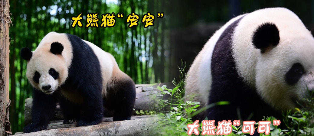 中國大熊貓保護研究中心9月25日在四川都江堰舉辦歡送儀式,儀式播放了安安、可可成長點滴。(中國大熊貓保護研究中心提供) 中國大熊貓保護研究中心9月25日在四川都江堰舉辦歡送儀式,儀式播放了安安、可可成長點滴。(中國大熊貓保護研究中心提供)