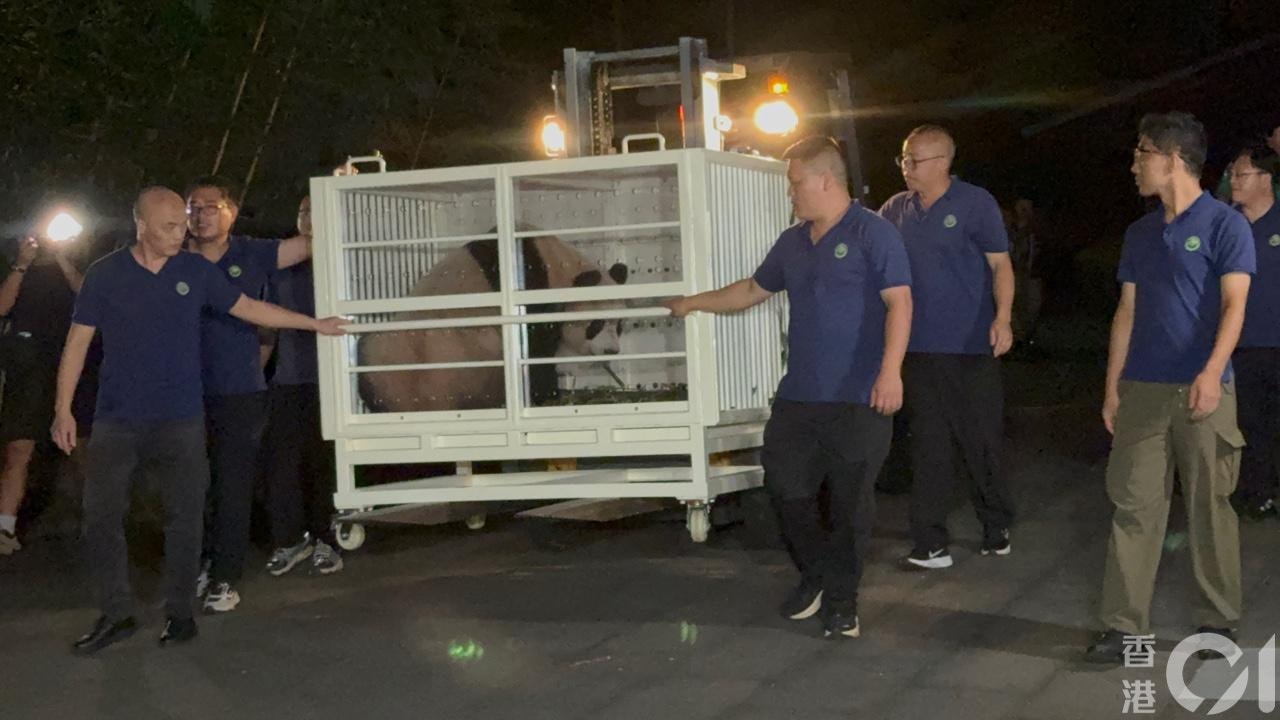 中央贈港一對大熊貓安安和可可,今日(26日)由四川成都啟程來港。圖為安安入籠準備上車。(孔繁栩攝) 中央贈港一對大熊貓安安和可可,今日(26日)由四川成都啟程來港。圖為安安入籠準備上車。(孔繁栩攝)