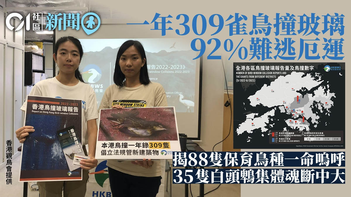 一年309雀鳥撞玻璃92%死亡中大有殺鳥陷阱觀鳥會促規管新建築