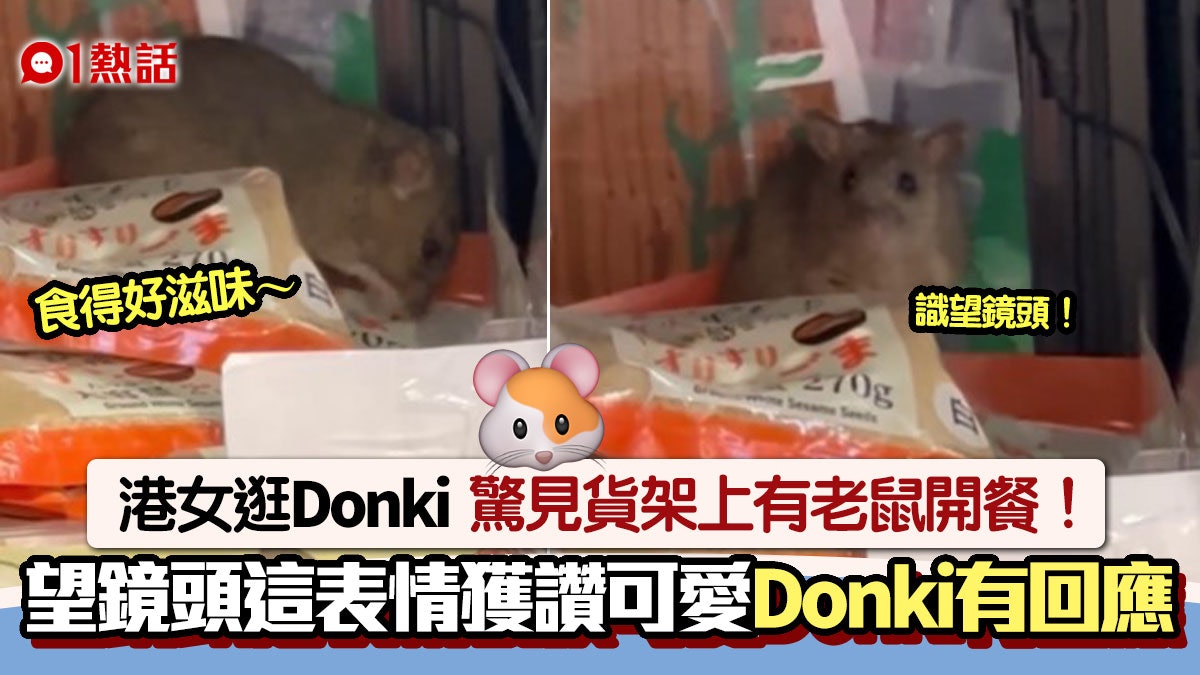 老鼠闖Donki調味櫃貨架爽開餐!網民笑:五星級大鼠 Donki咁回應 老鼠闖Donki調味櫃貨架爽開餐!網民笑:五星級大鼠 Donki咁回應
