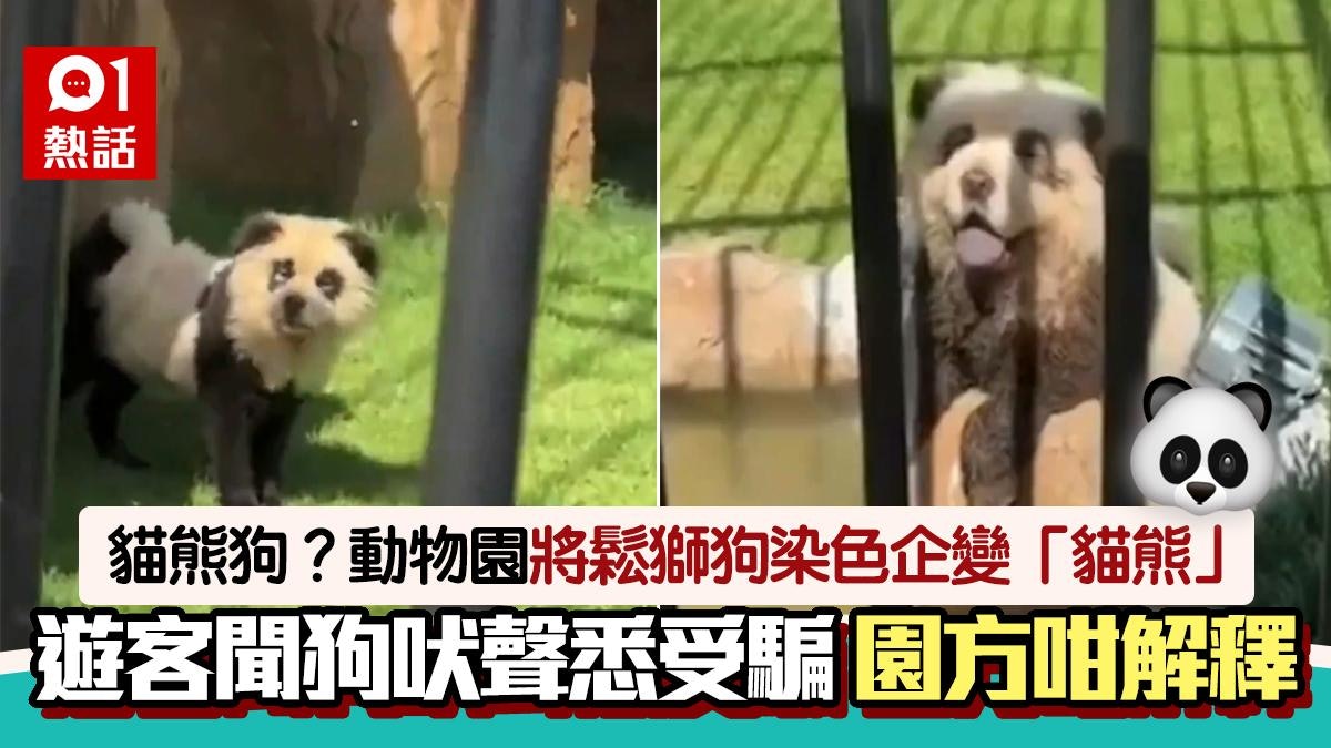 內地動物園「熊貓竟然係狗」伸脷四圍走 外國人狠批 園方回應了 內地動物園「熊貓竟然係狗」伸脷四圍走 外國人狠批 園方回應了