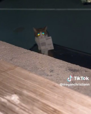 英國有貓咪叼1張中獎的刮刮樂回家，讓主人意外中10英鎊。（「meganchristiann」TikTok影片截圖）