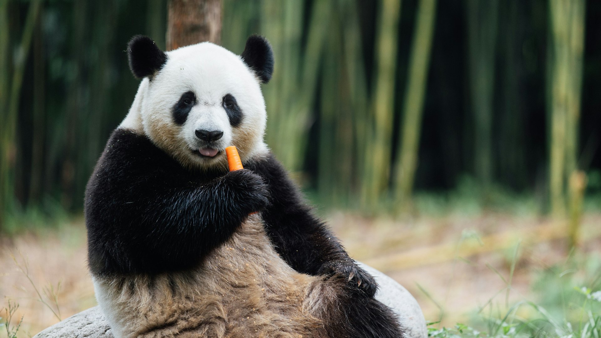 大熊貓|安安、可可12.8正式與公眾見面 李家超:新名字12.7公布 大熊貓|安安、可可12.8正式與公眾見面 李家超:新名字12.7公布