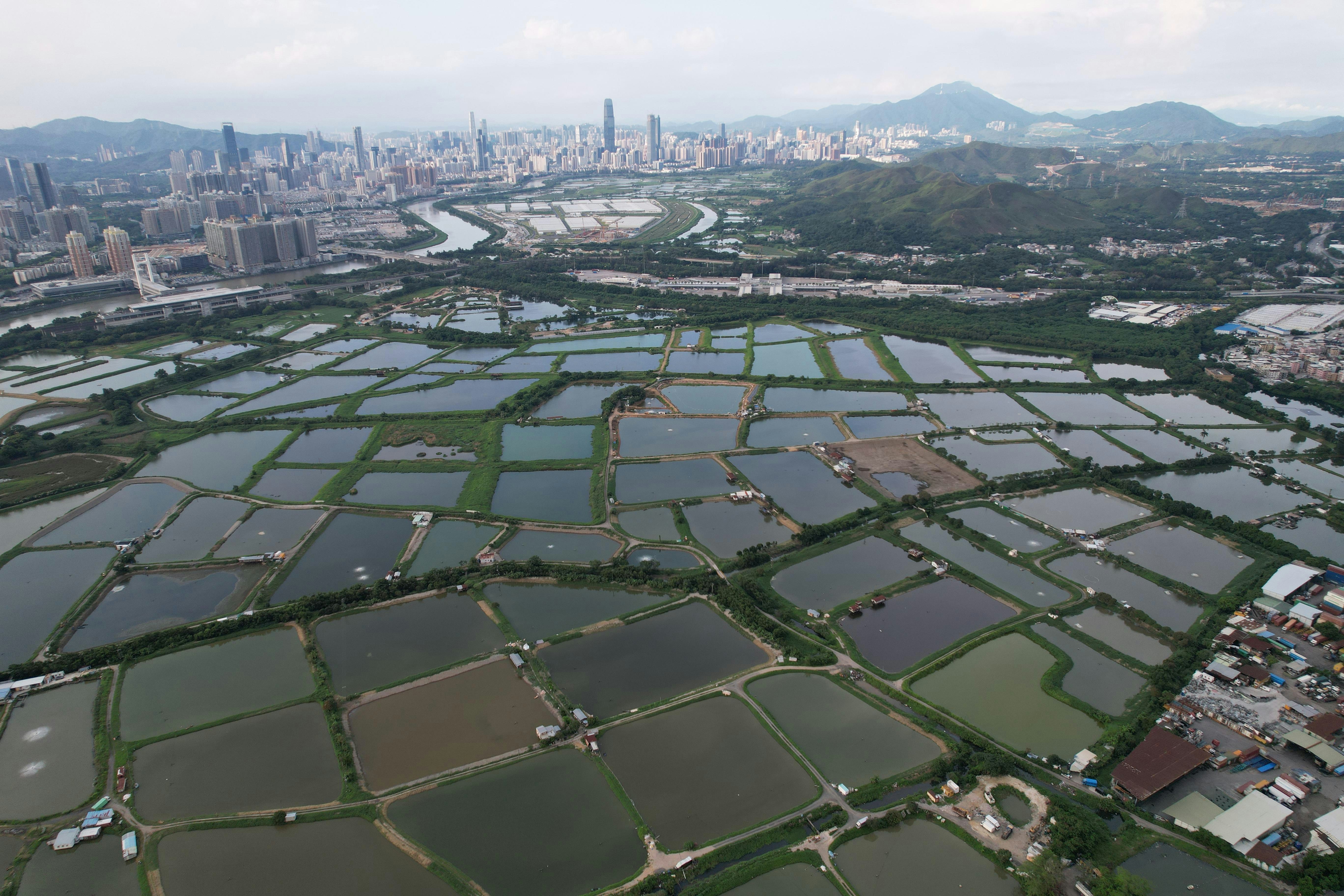 擬建的新田科技城，約247公頃座落於濕地保育區及緩衝區。（世界自然基金會香港分會提供）