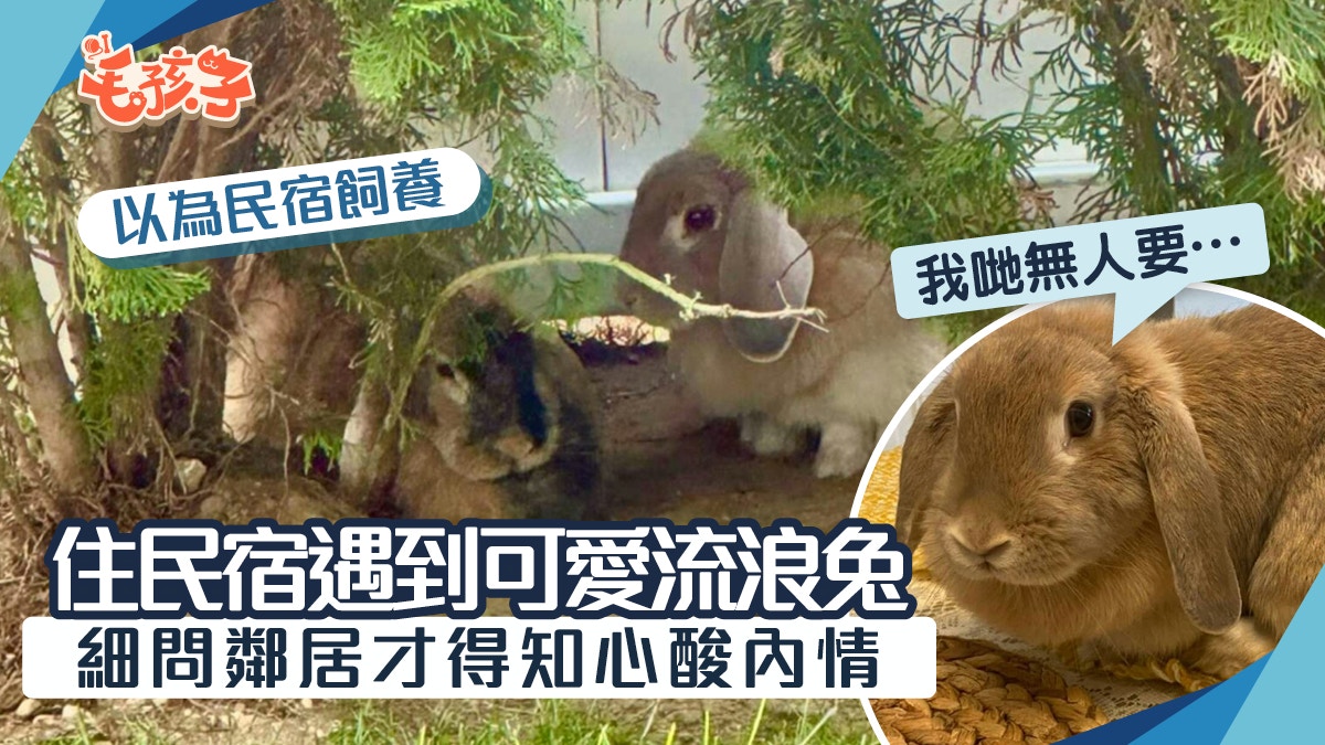 旅行住民宿遇上可愛兔子 細問之下才知是自來兔：為牠找永遠的家