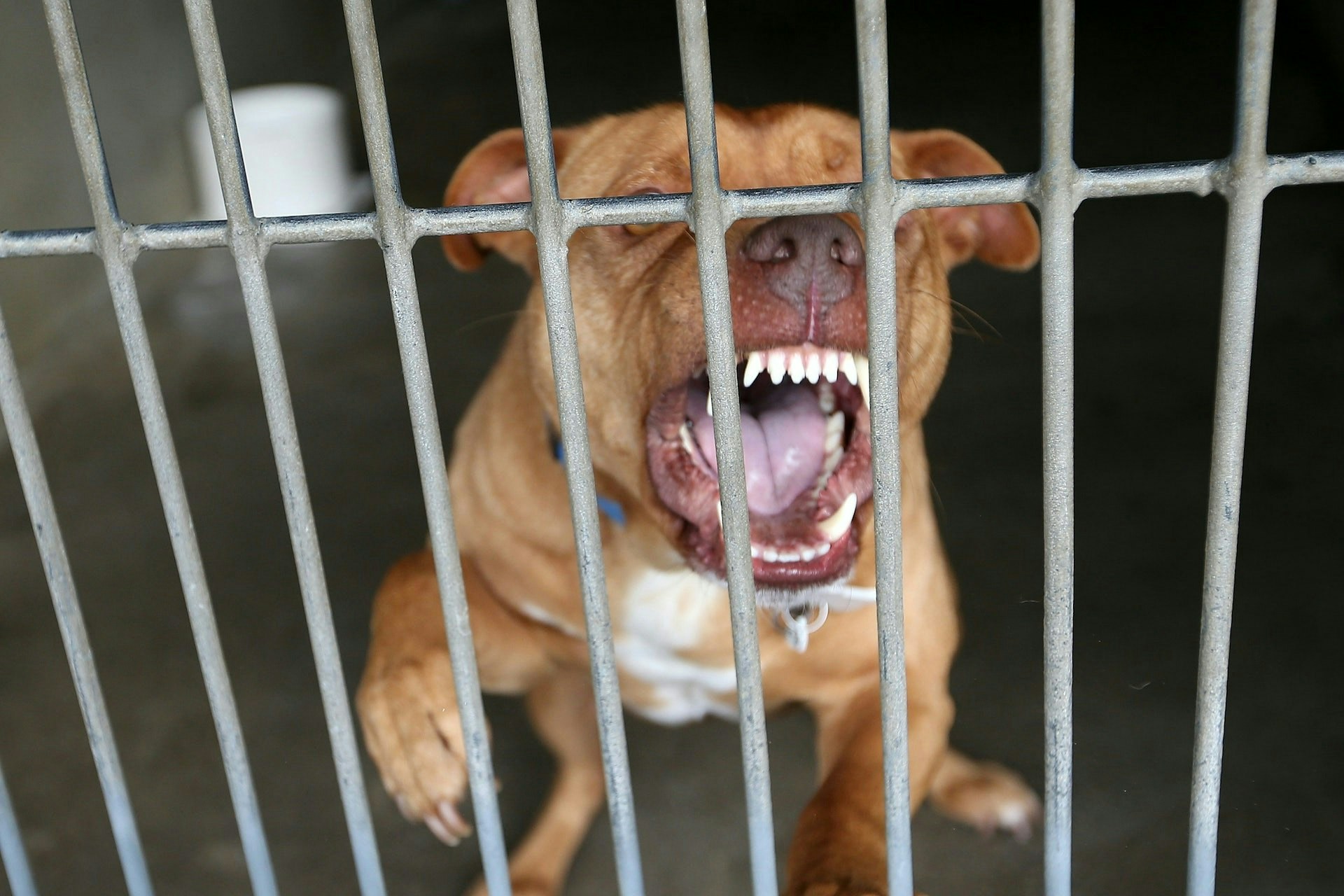 涉事比特犬突然發狂襲擊女主人，咬斷其右臂。示意圖，非涉事比特犬。（gettyimages）